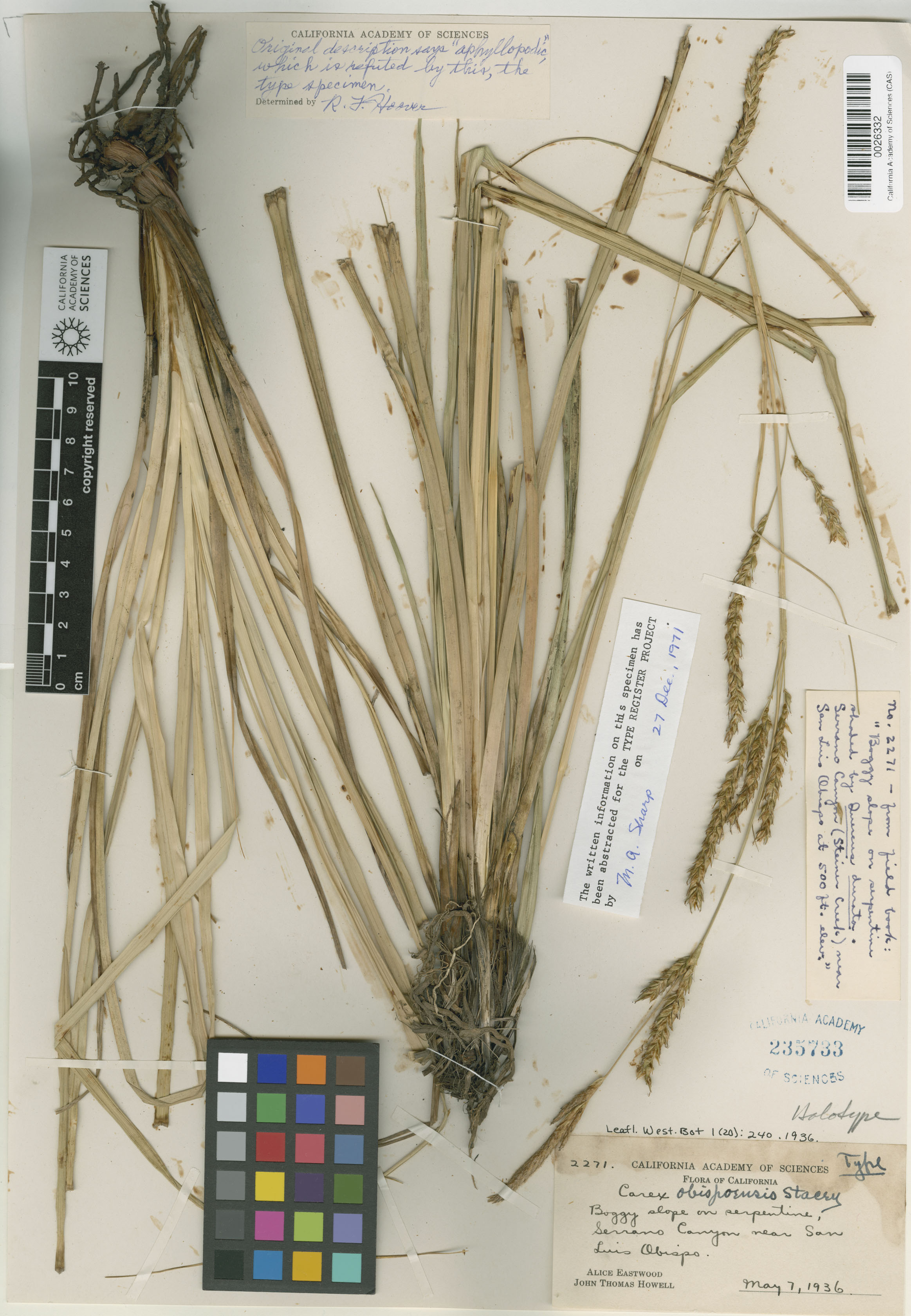 Carex obispoensis image