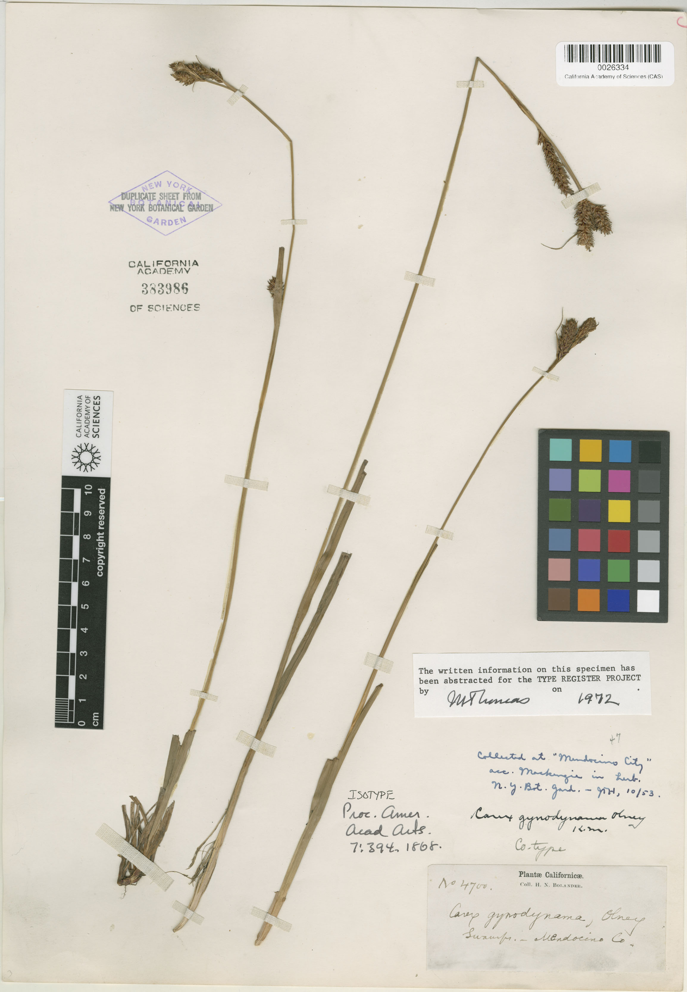 Carex gynodynama image