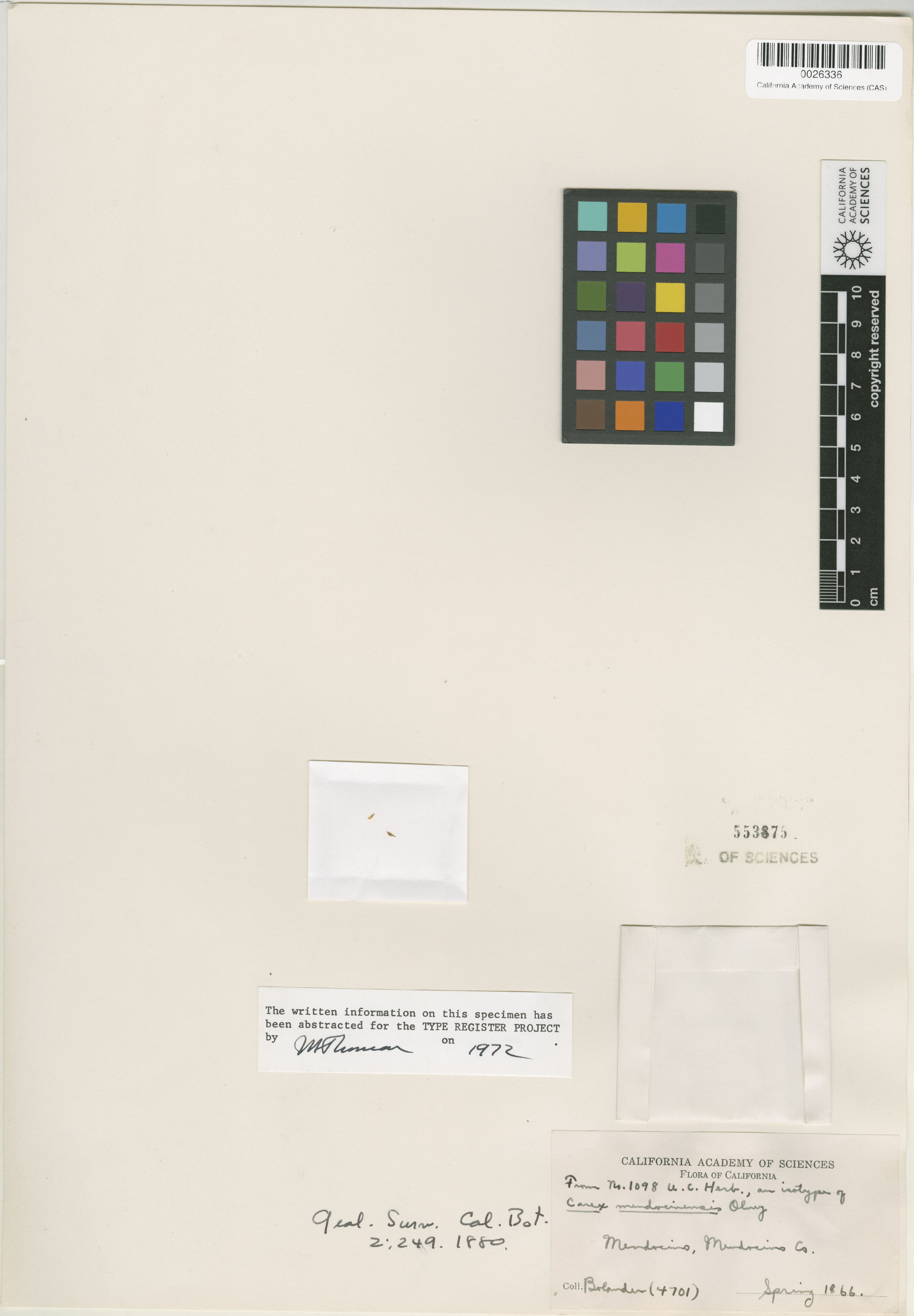 Carex mendocinensis image