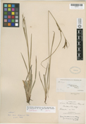 Carex mendocinensis image