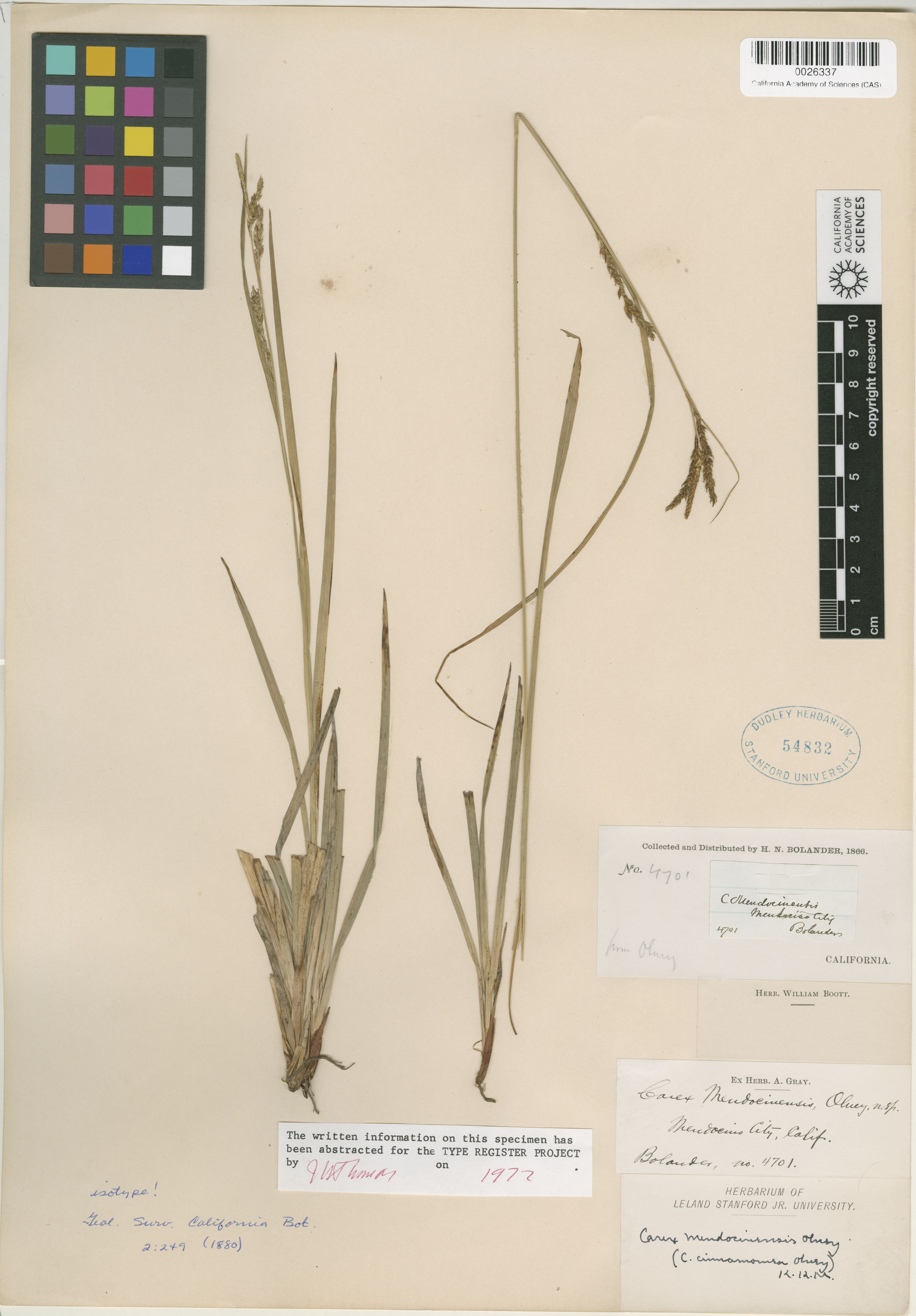 Carex mendocinensis image