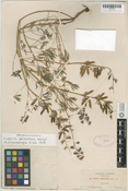 Lupinus persistens image