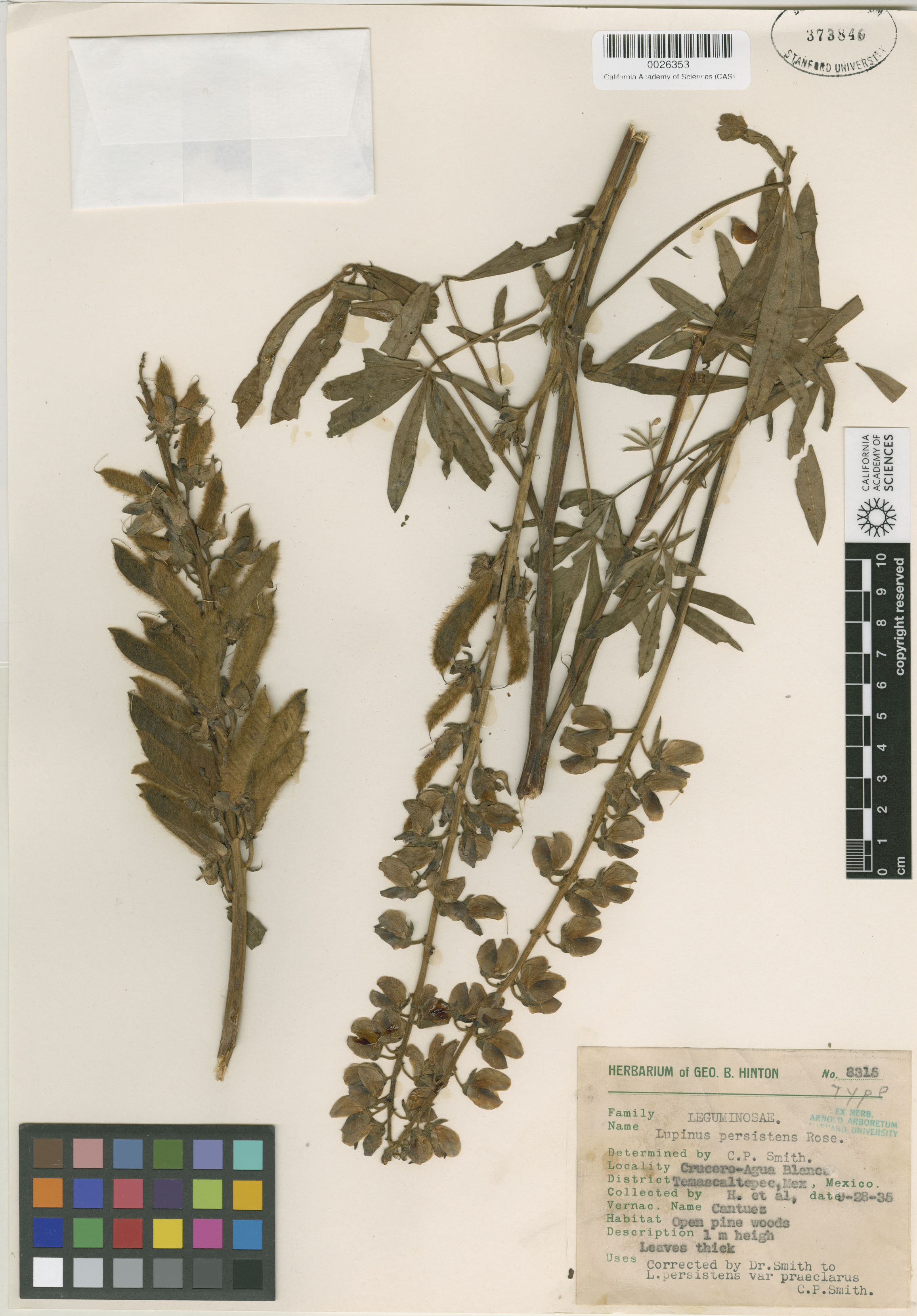 Lupinus persistens image