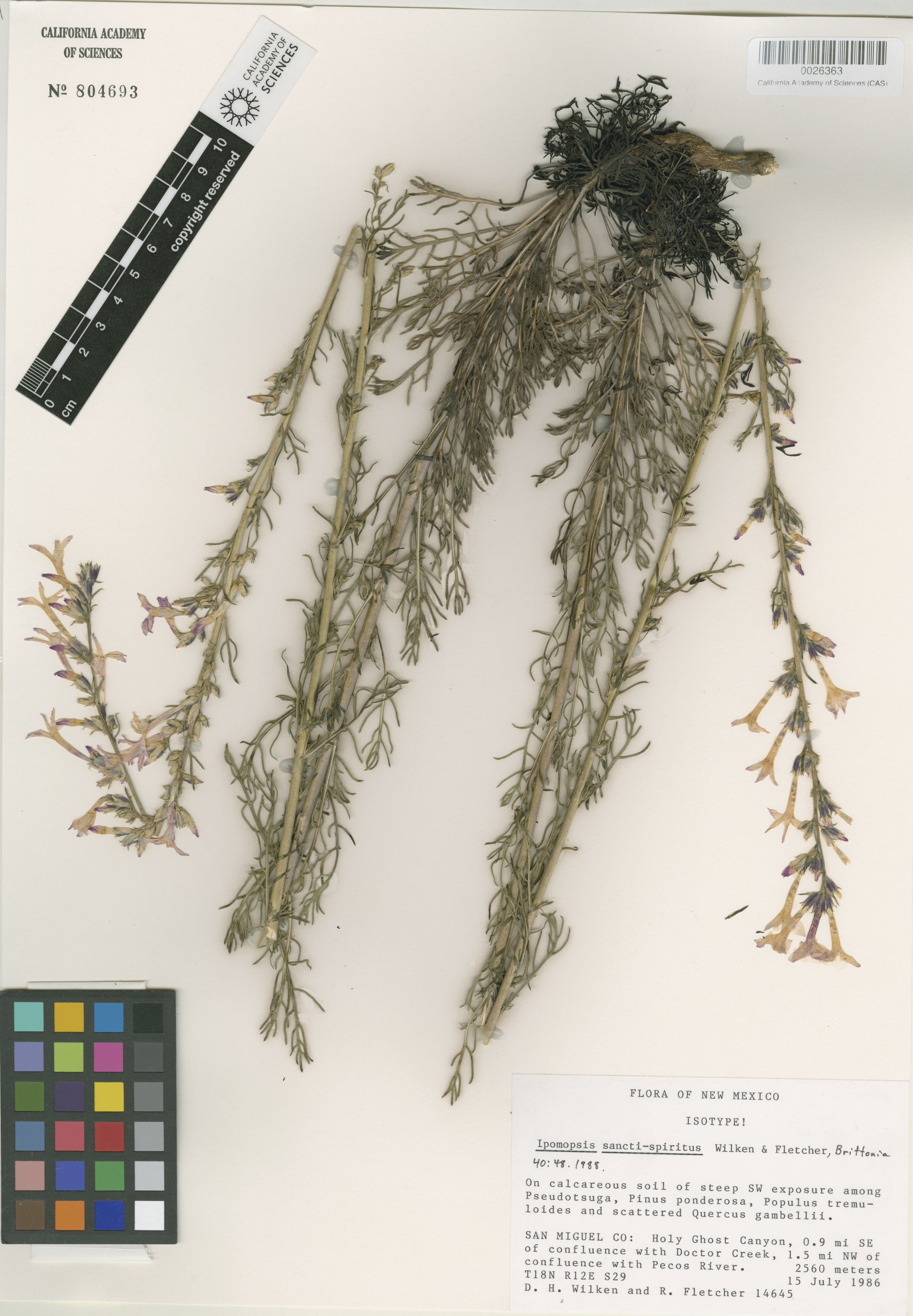 Ipomopsis sancti-spiritus image