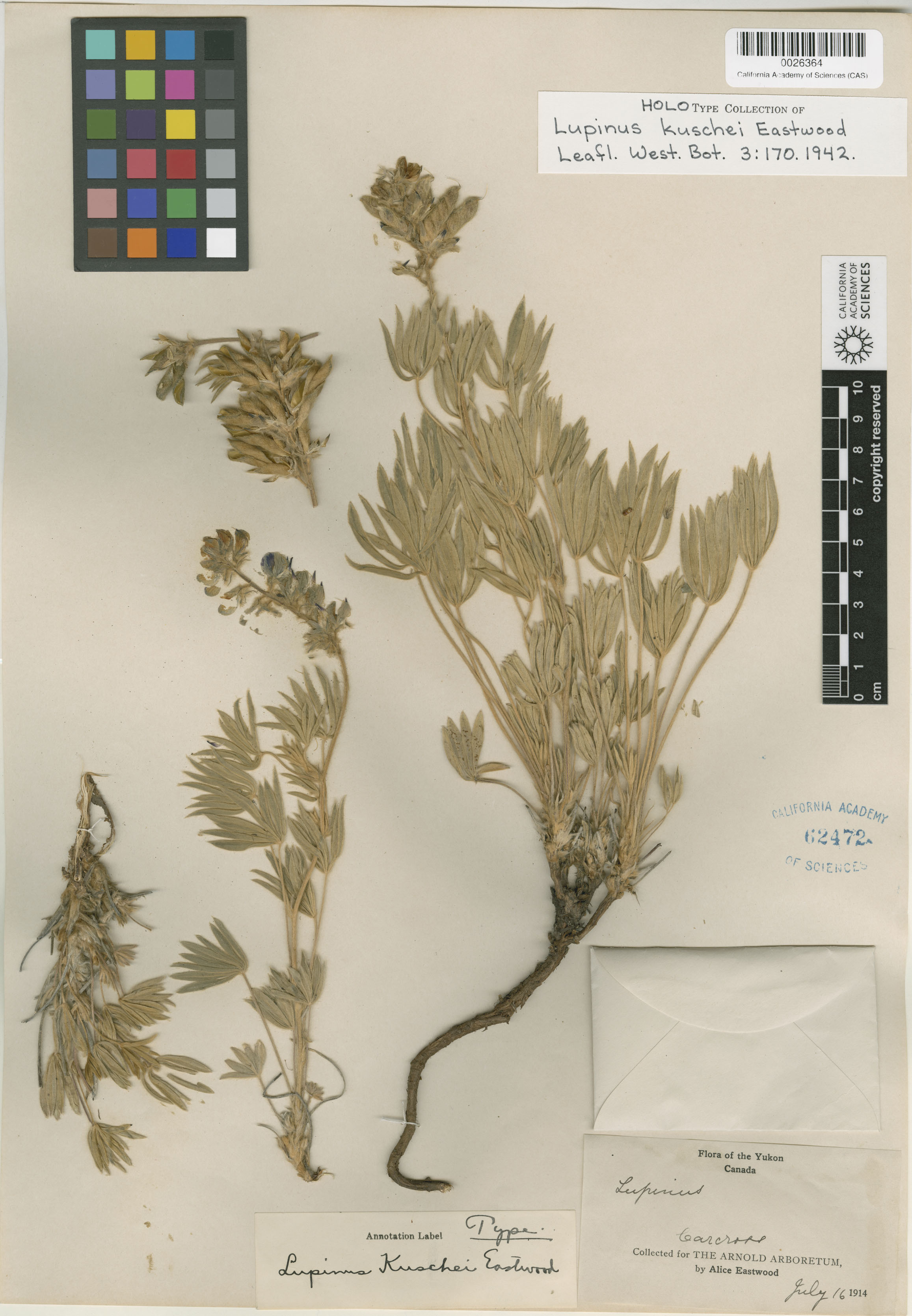 Lupinus kuschei image