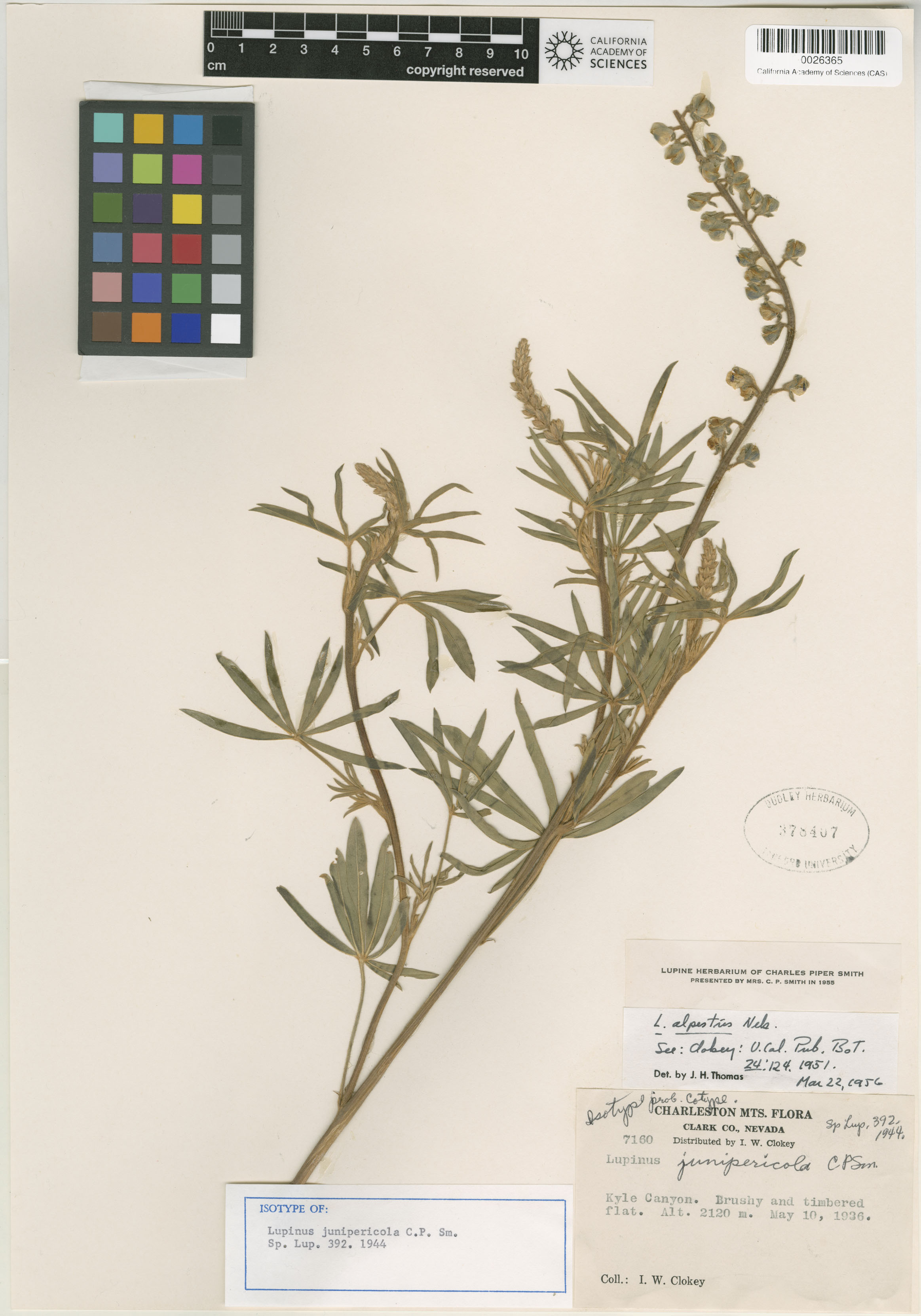 Lupinus X alpestris image