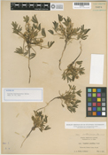 Lupinus intermontanus image
