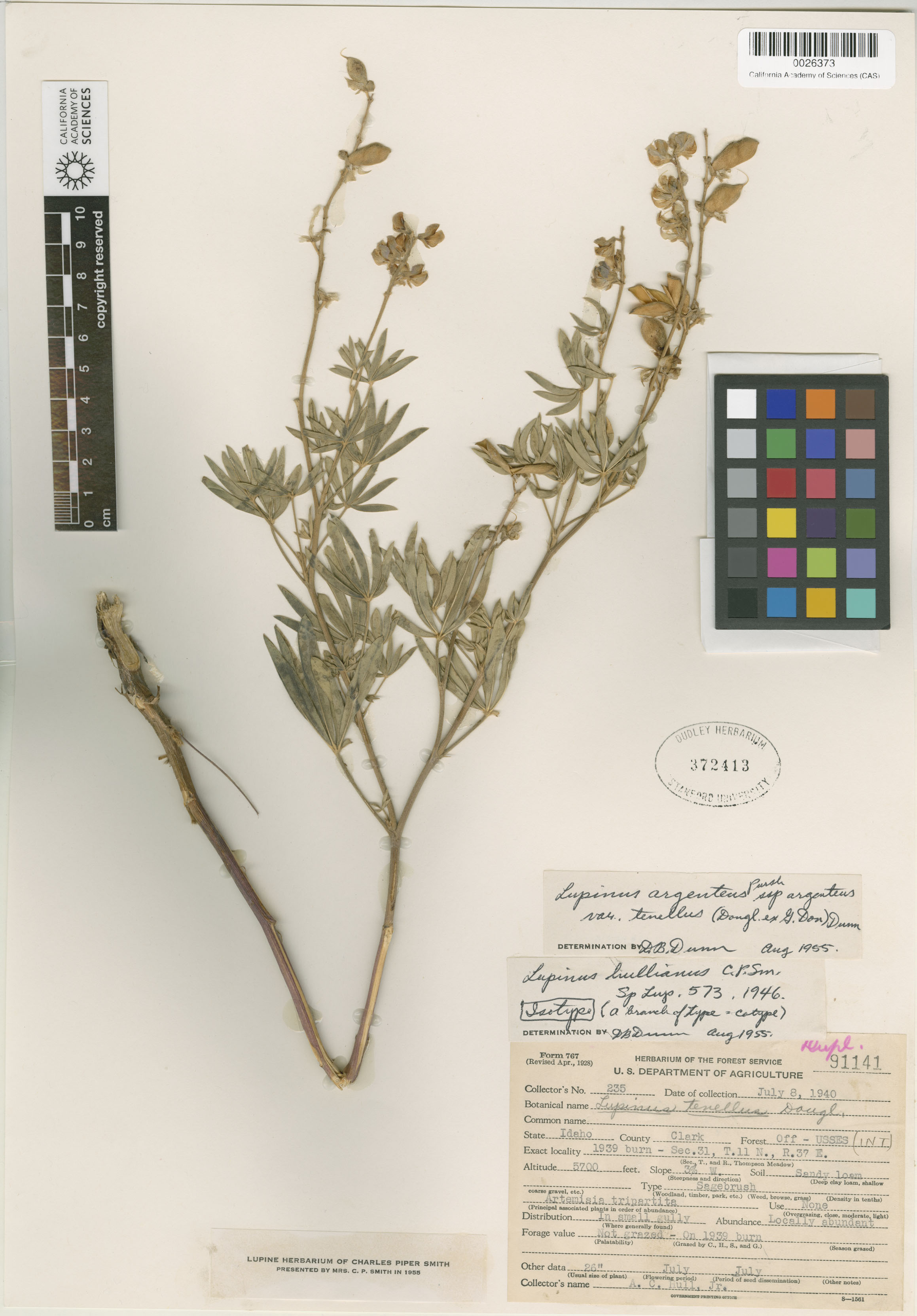 Lupinus hullianus image