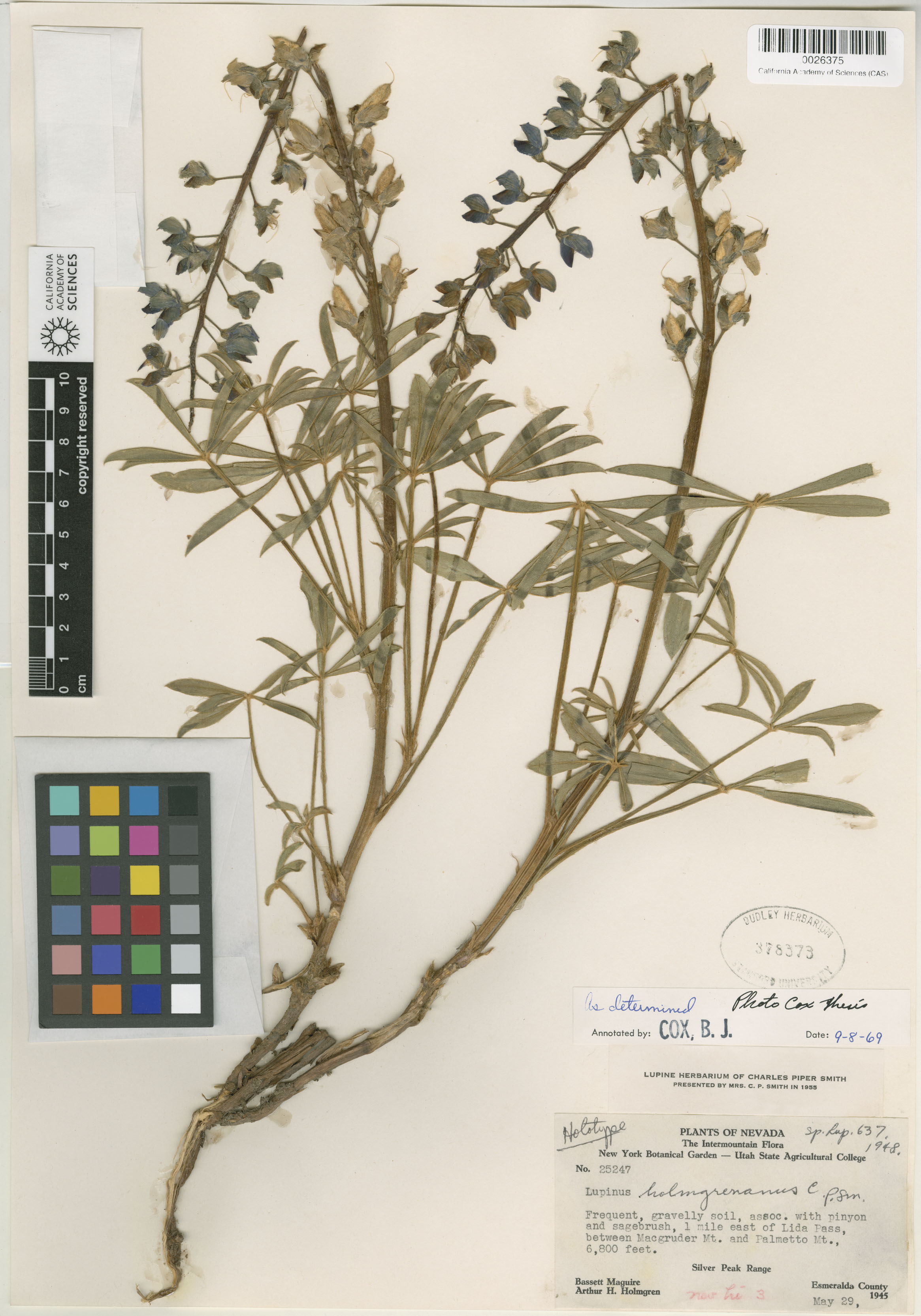 Lupinus holmgrenianus image
