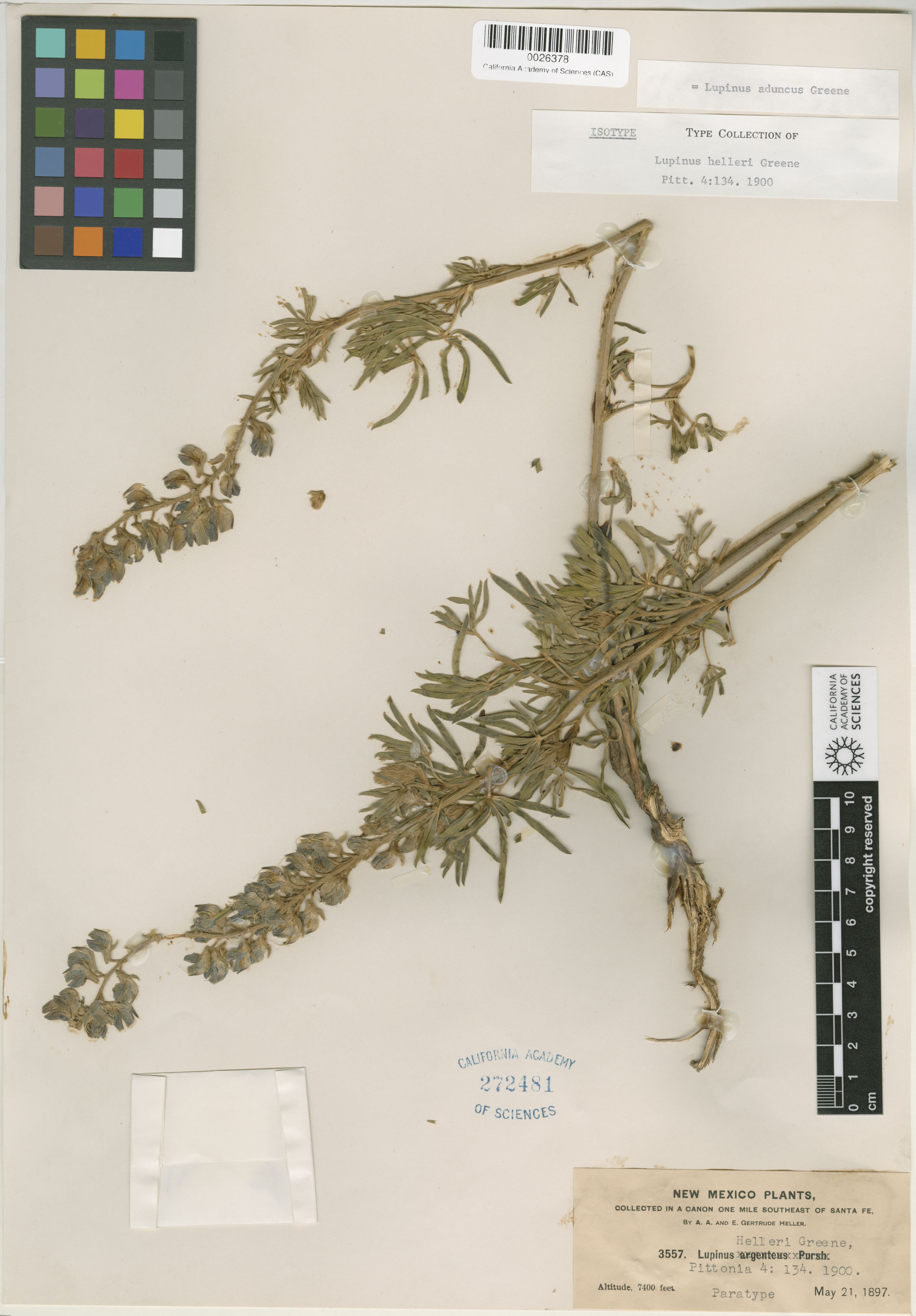 Lupinus helleri image