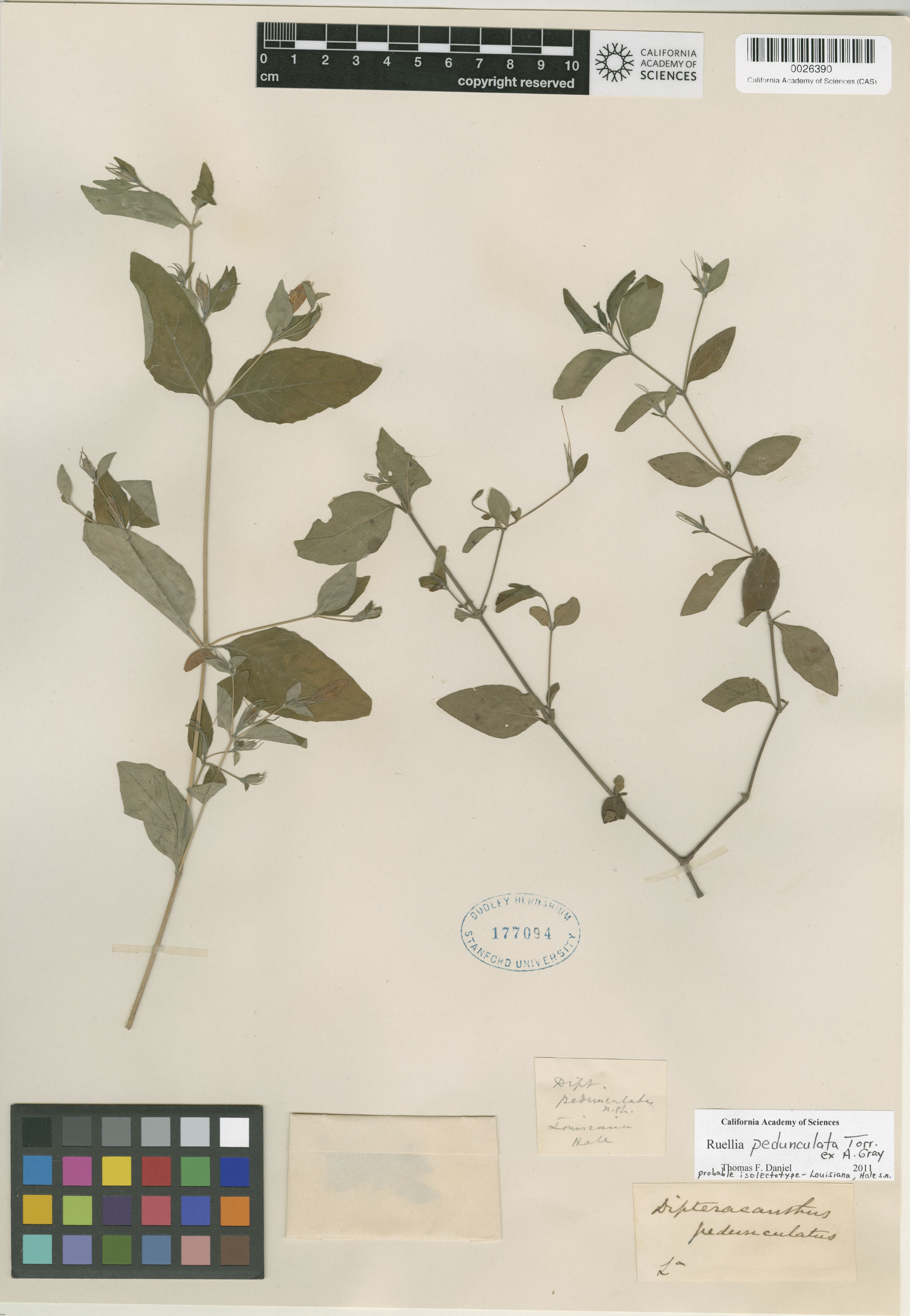 Ruellia pedunculata image