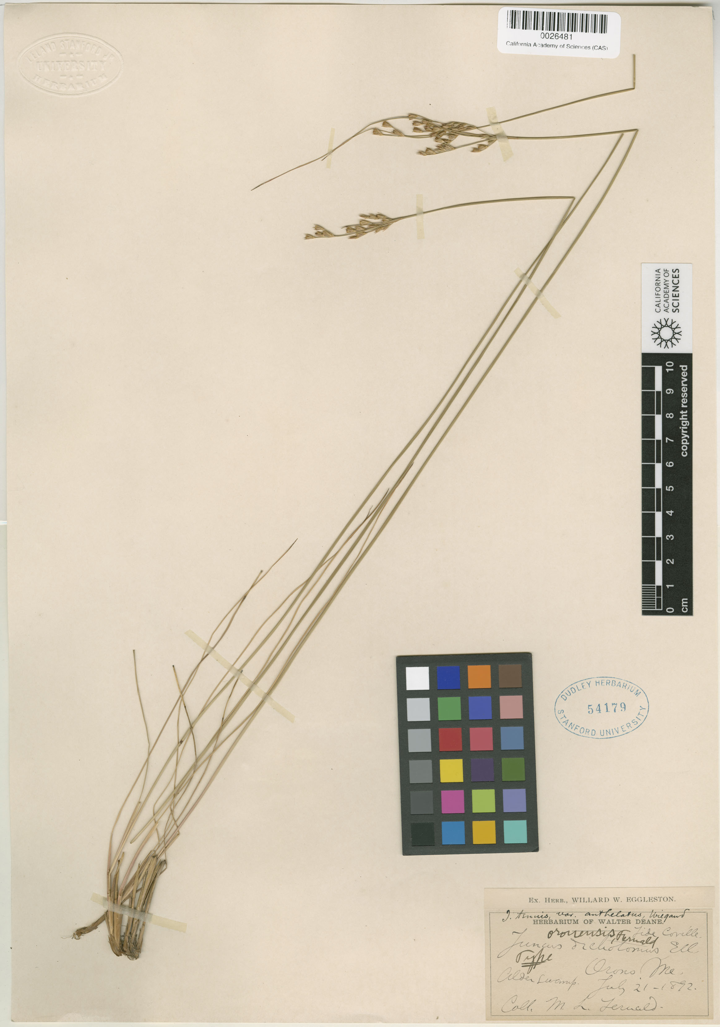 Juncus X oronensis image