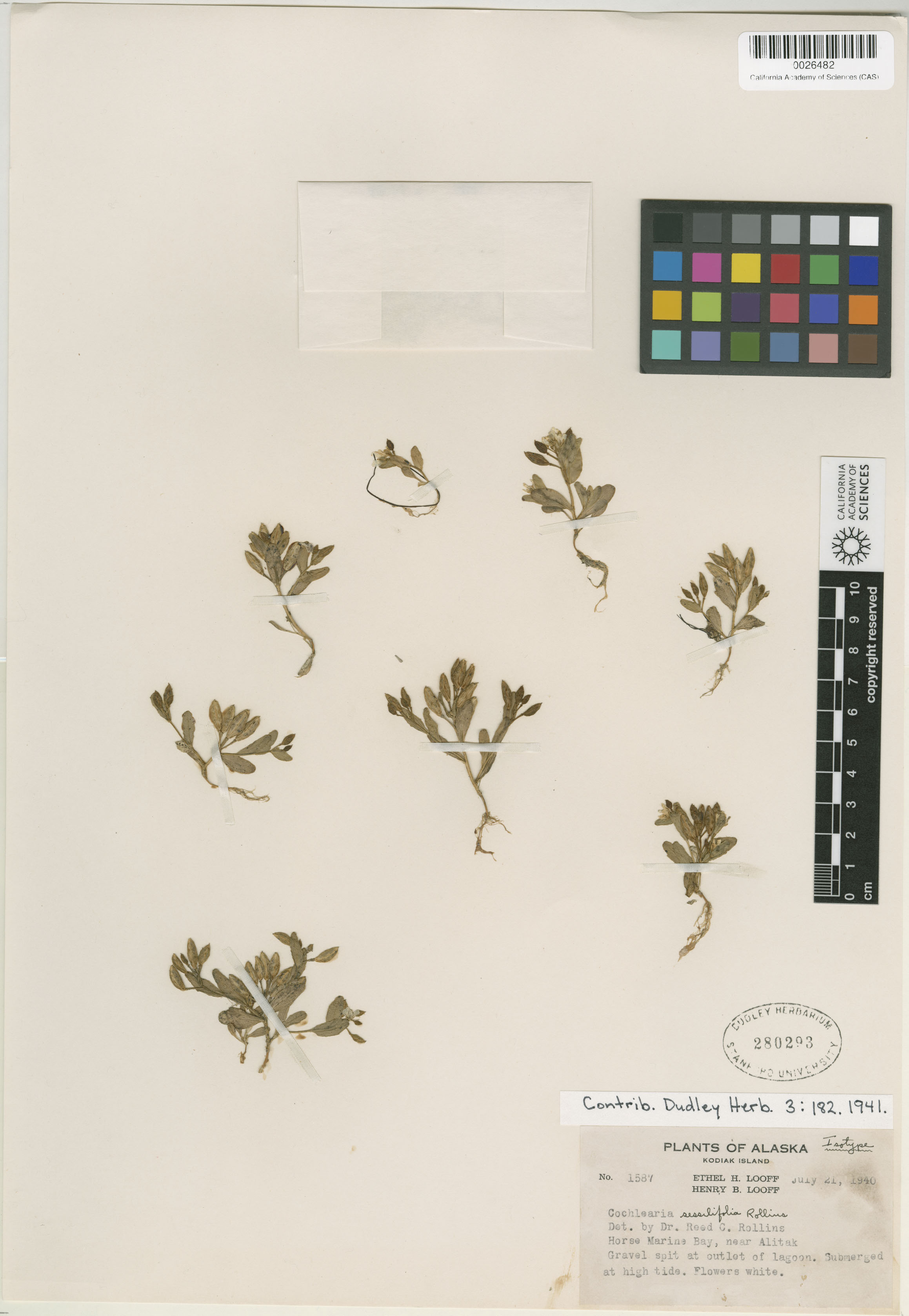 Cochlearia sessilifolia image