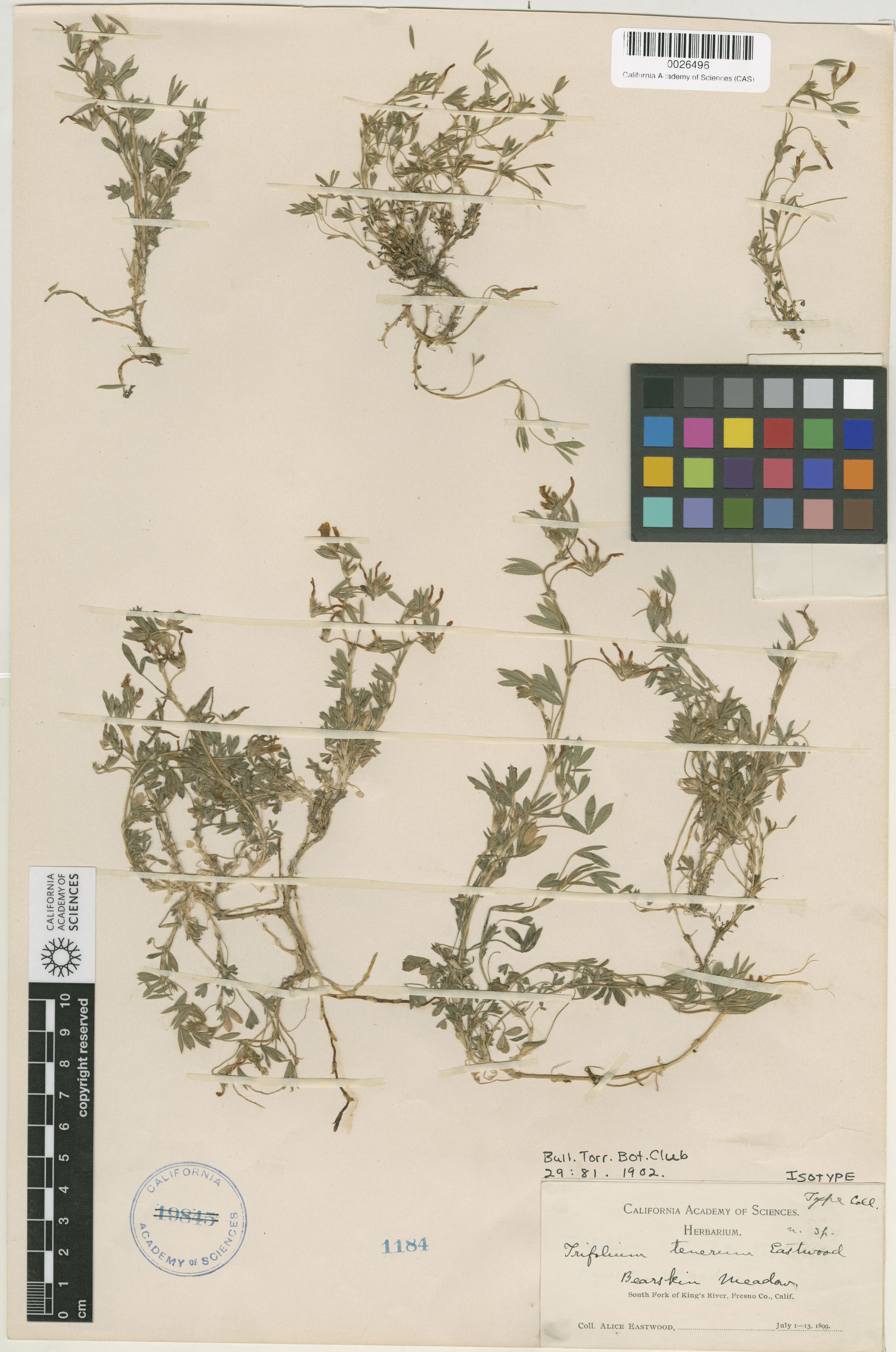 Trifolium tenerum image