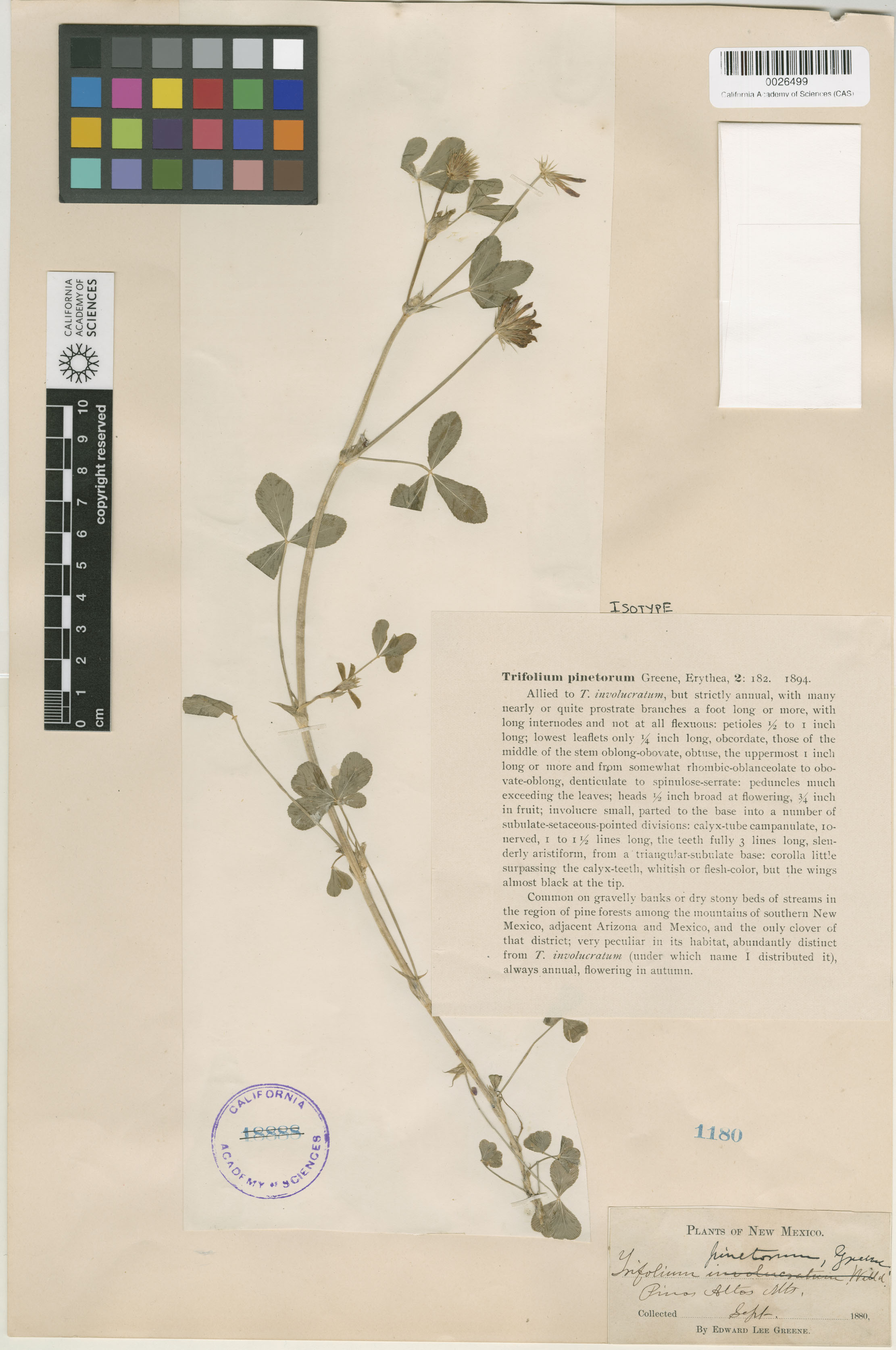 Trifolium pinetorum image