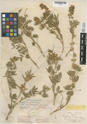 Lupinus X inyoensis image