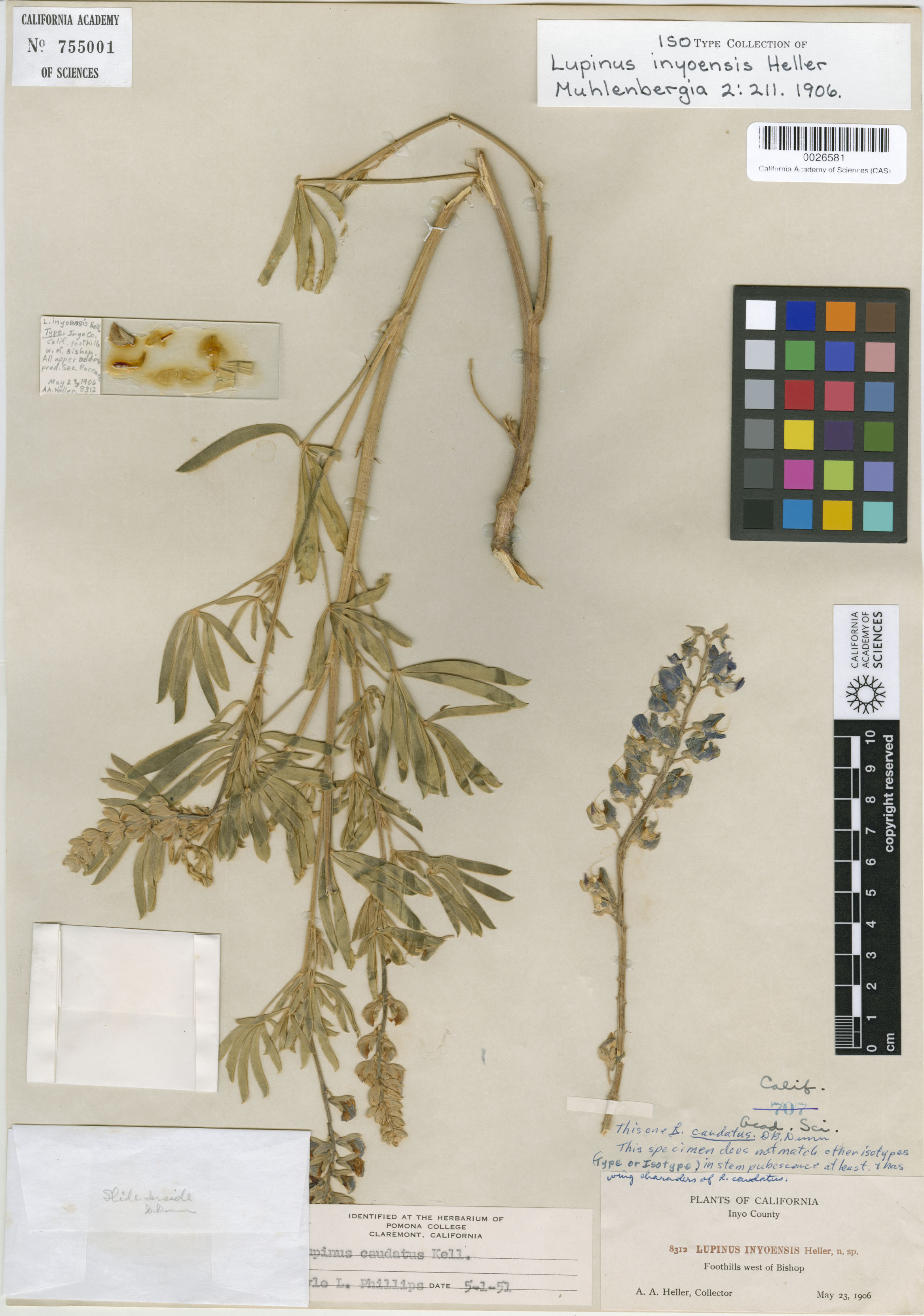 Lupinus inyoensis image