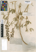 Lupinus inyoensis image