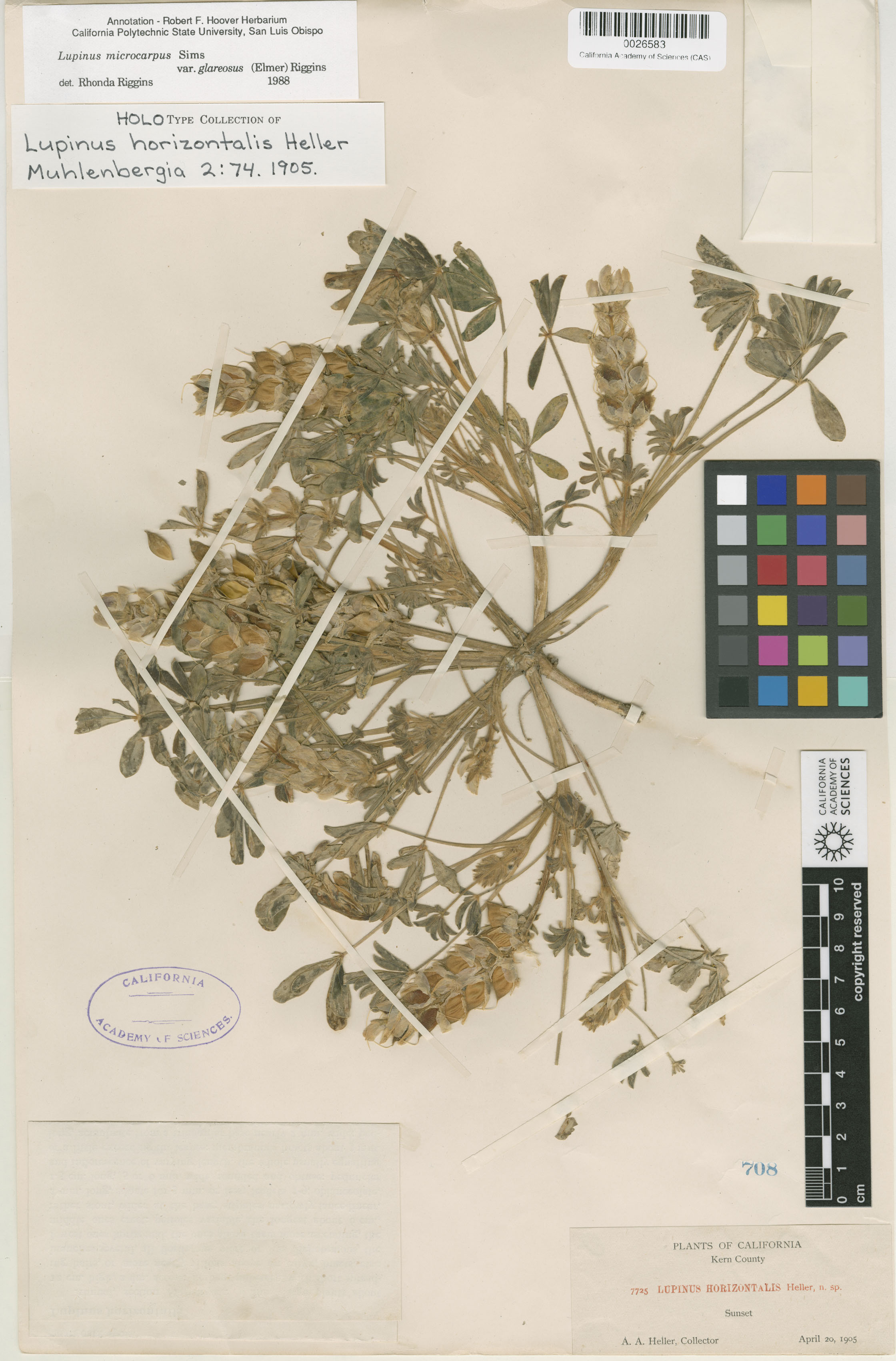 Lupinus horizontalis image