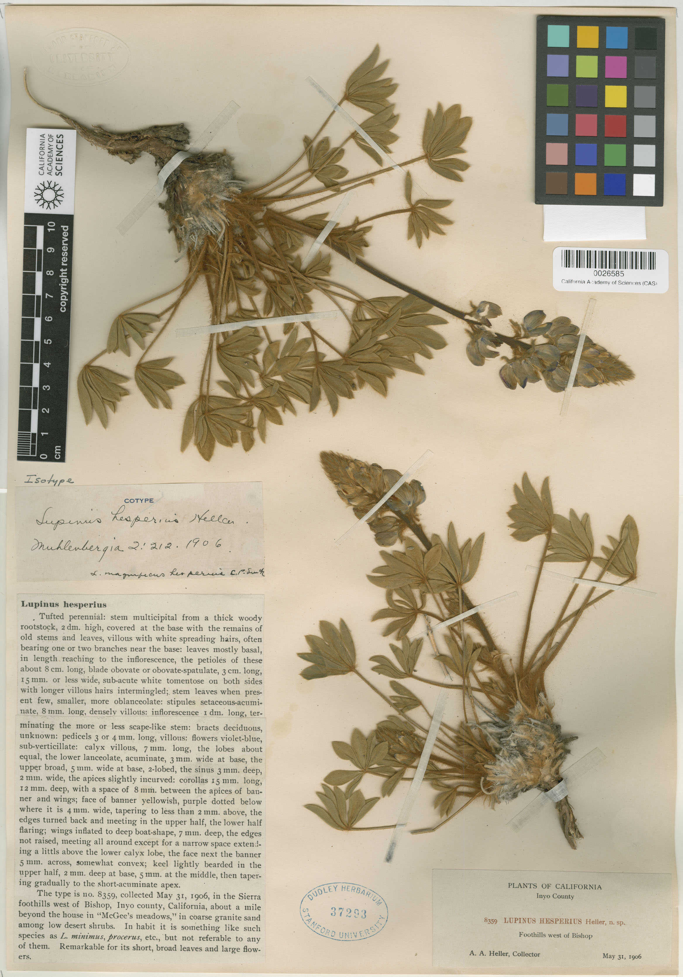 Lupinus hesperius image