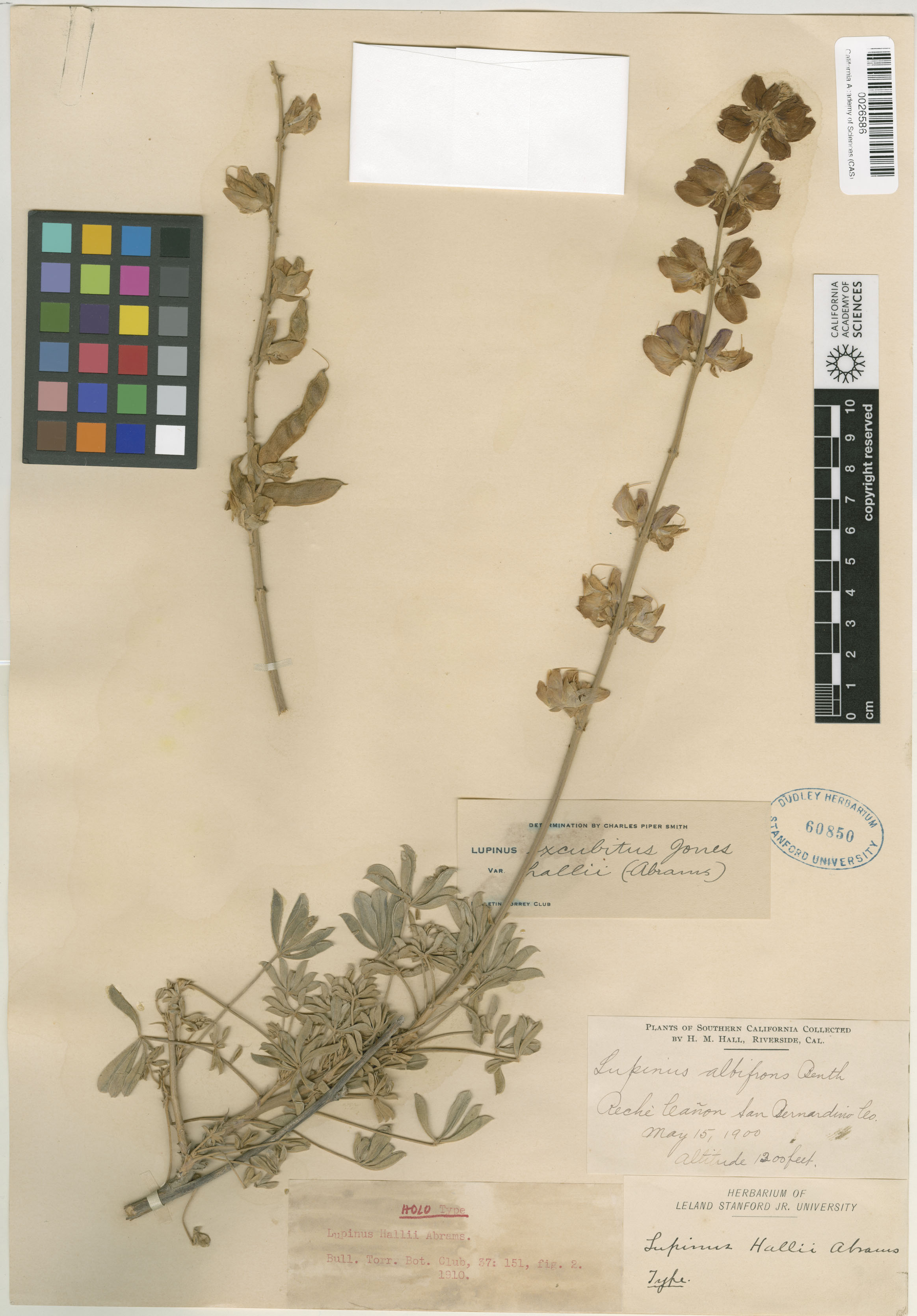 Lupinus hallii image