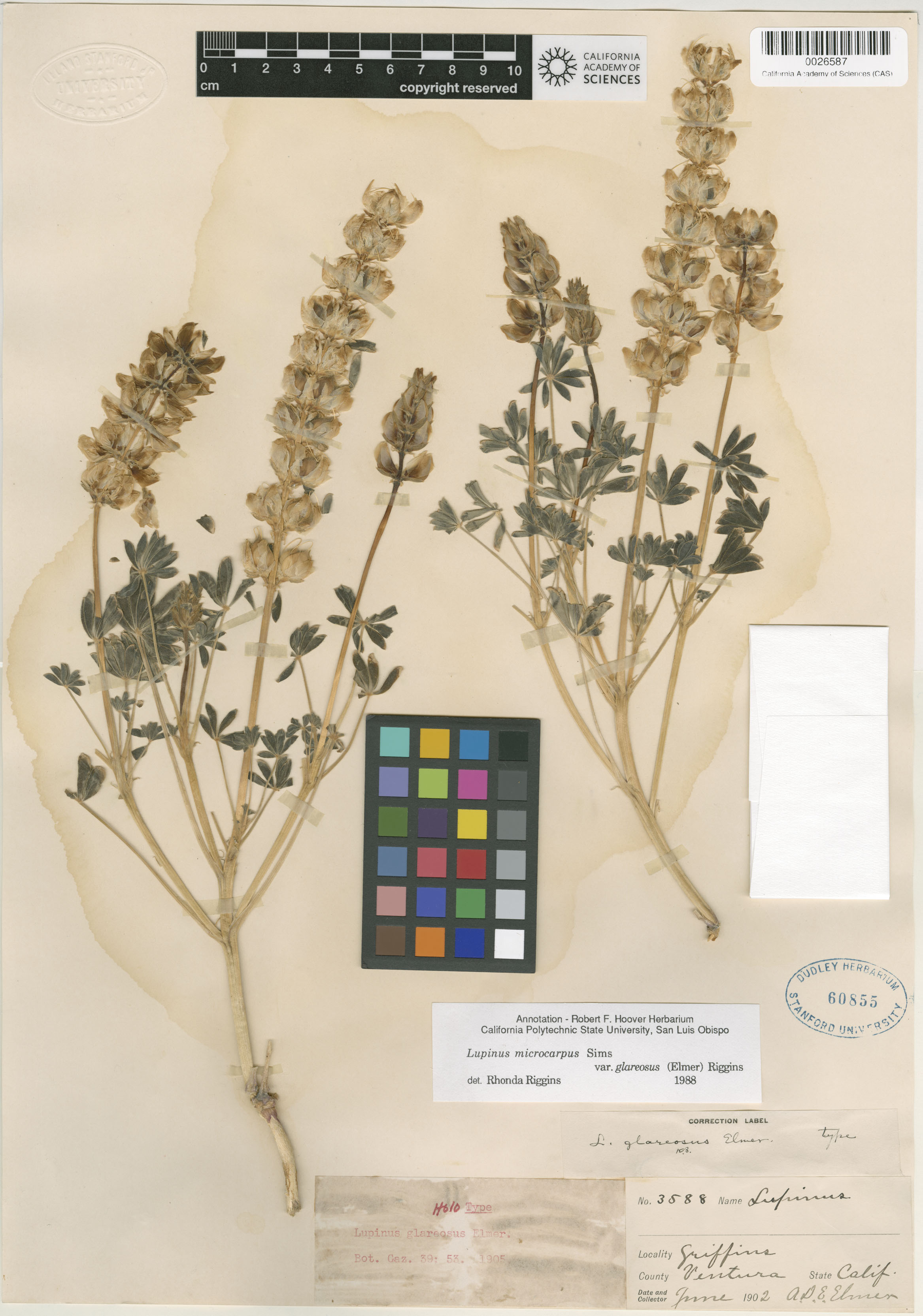 Lupinus glareosus image