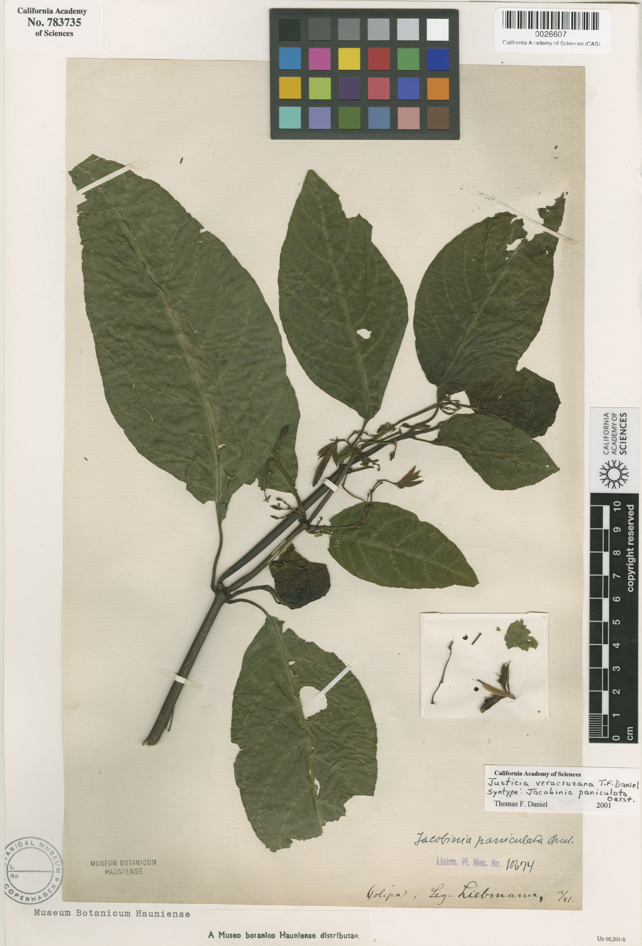 Justicia veracruzana image