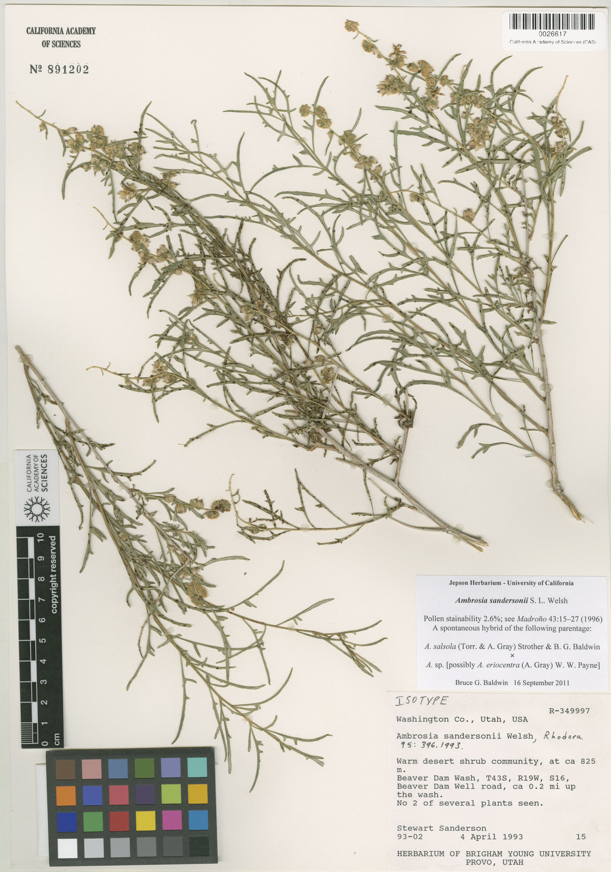 Hymenoclea sandersonii image