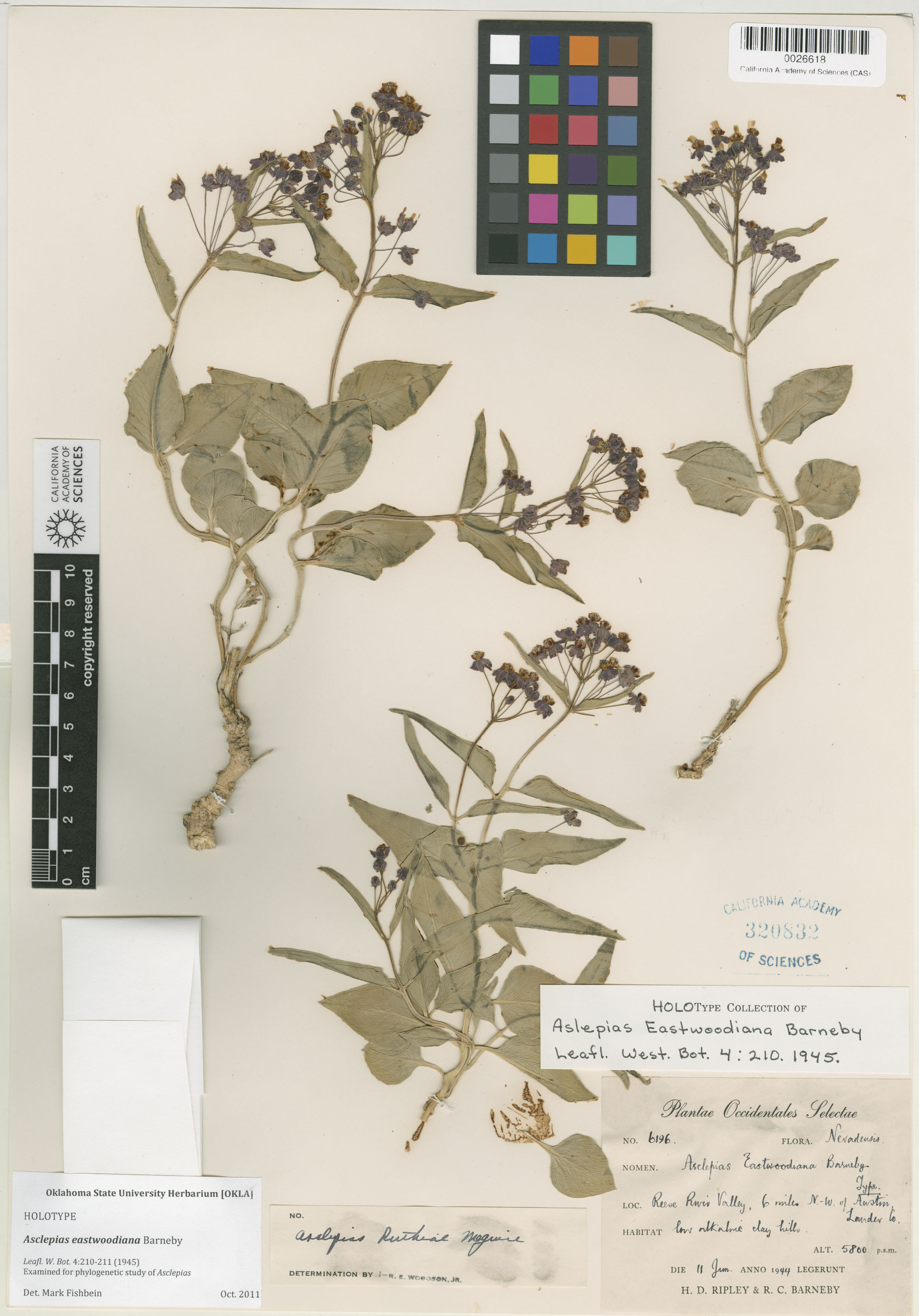 Asclepias eastwoodiana image