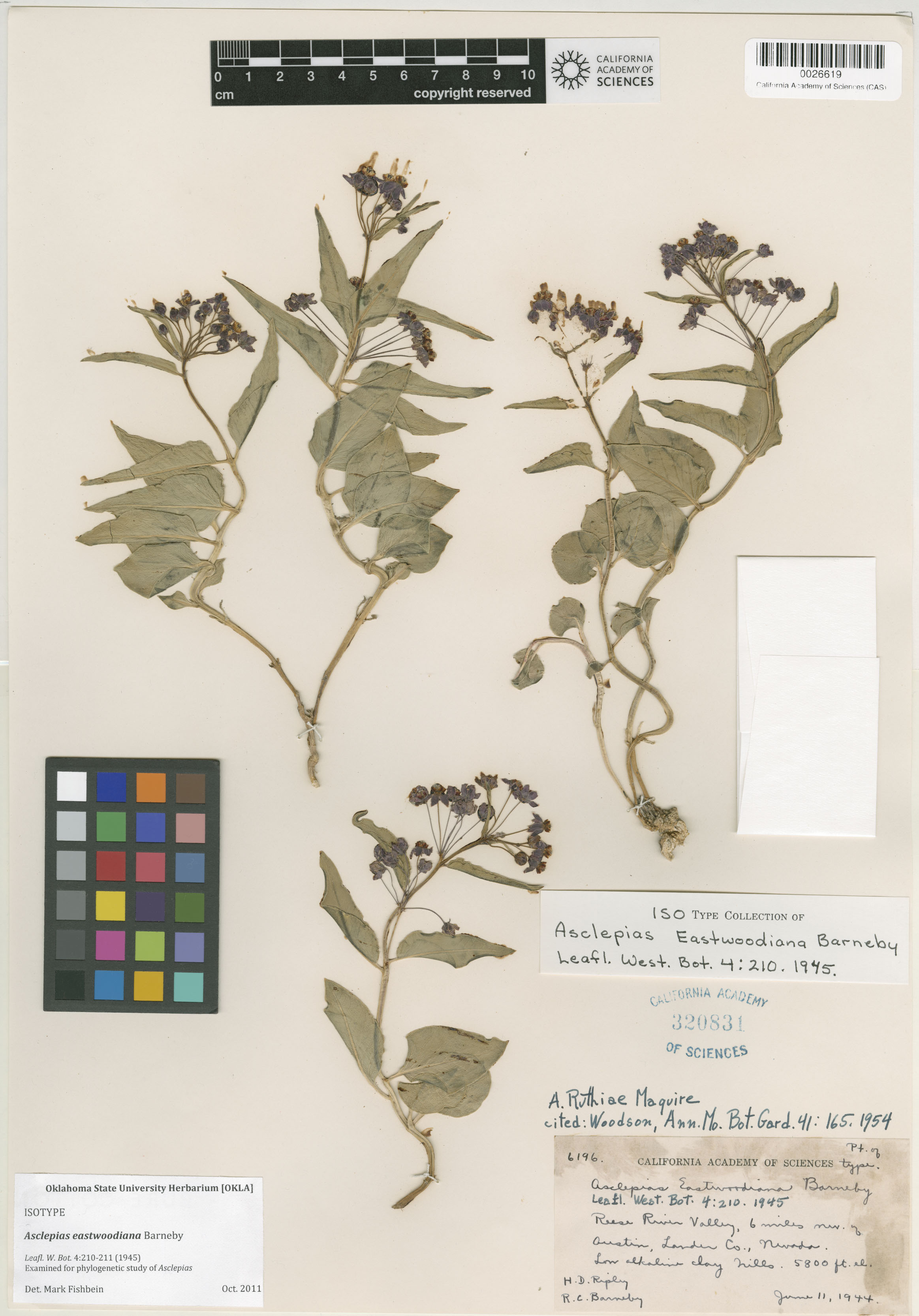 Asclepias eastwoodiana image