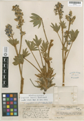 Lupinus kerrii image