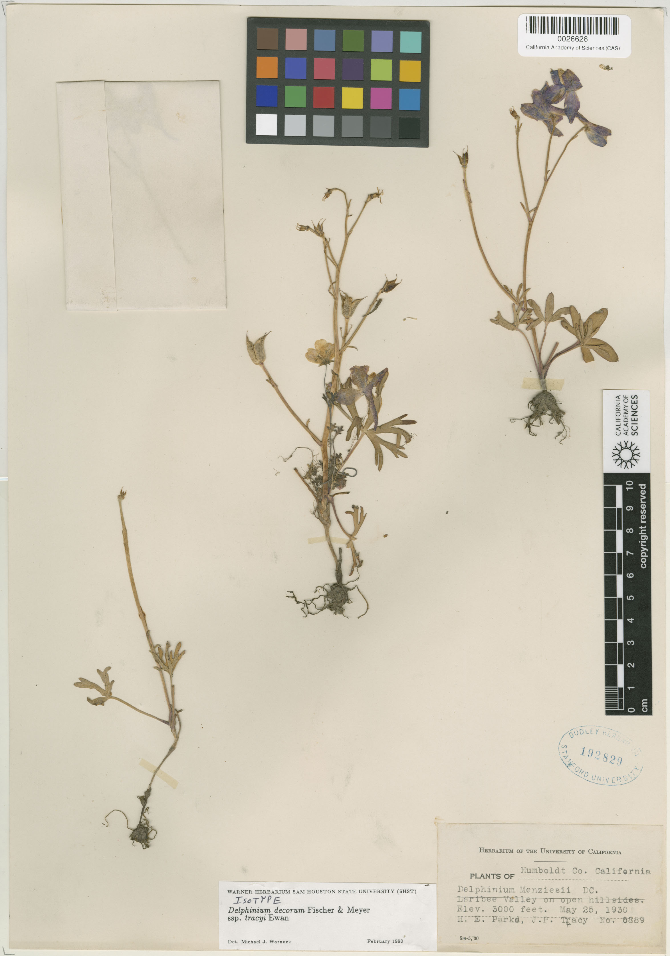 Delphinium decorum image