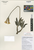 Image of Pachypodium rosulatum