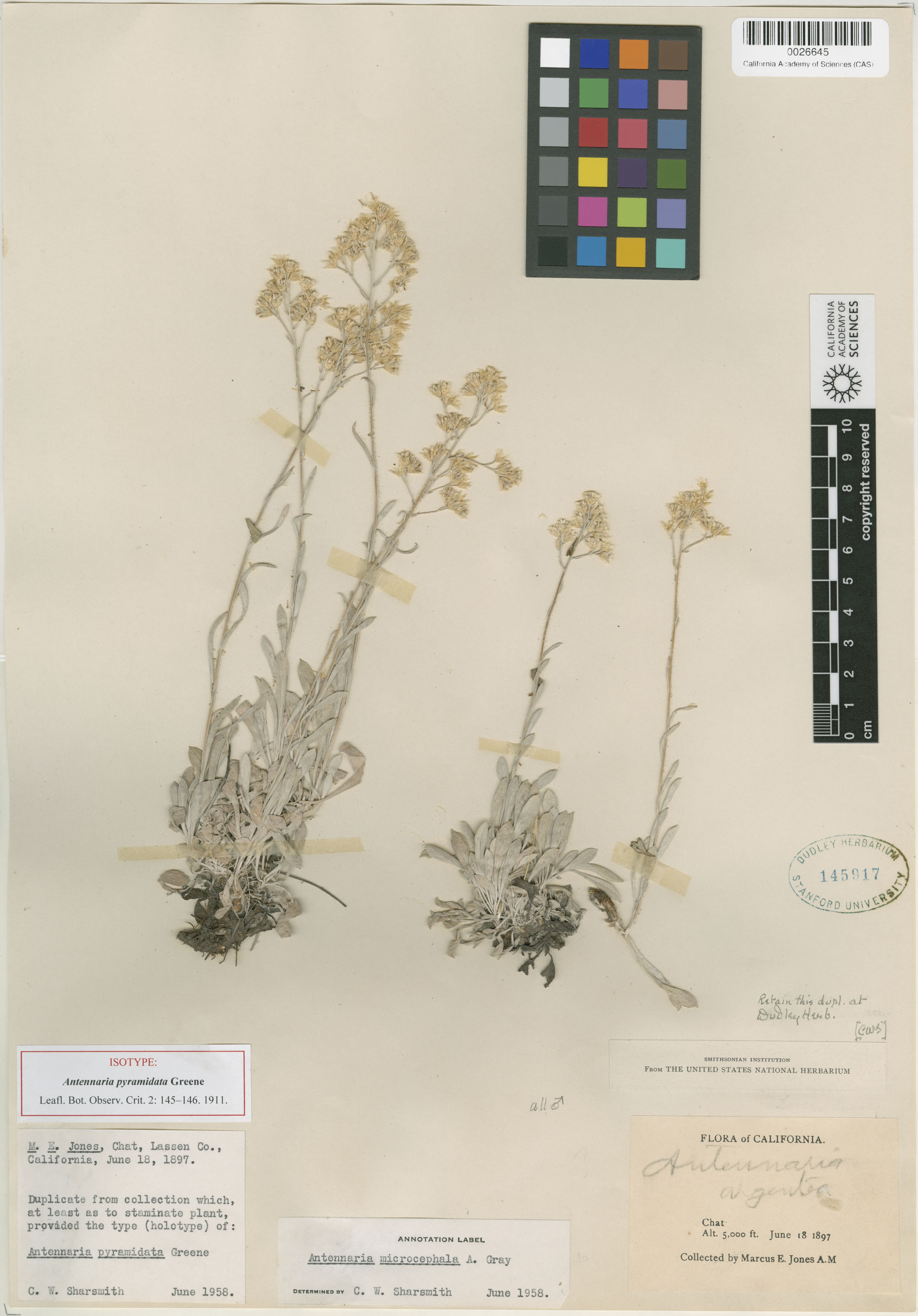 Antennaria luzuloides ssp. aberrans image