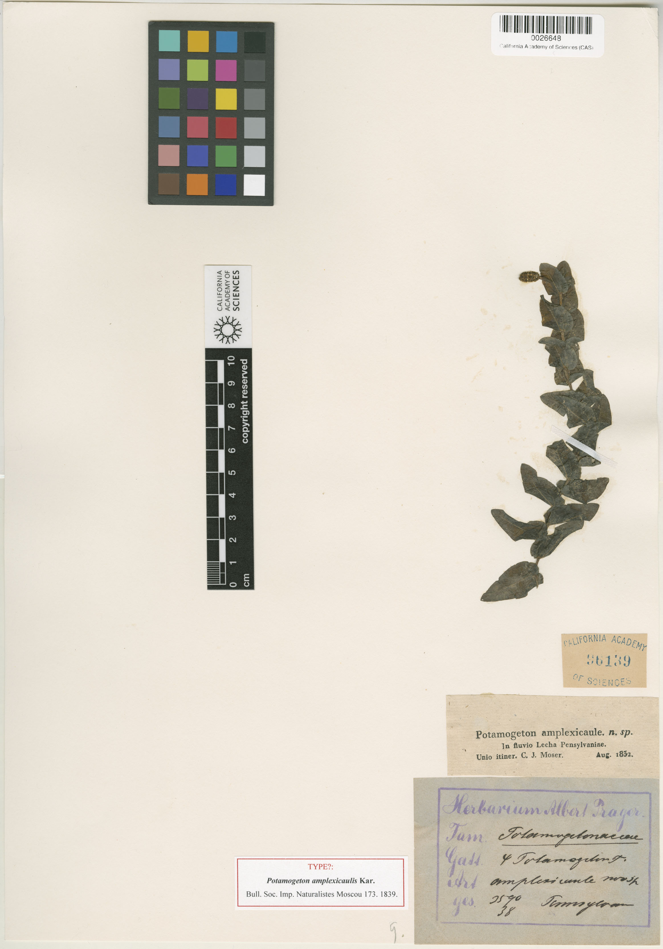 Potamogeton perfoliatus image