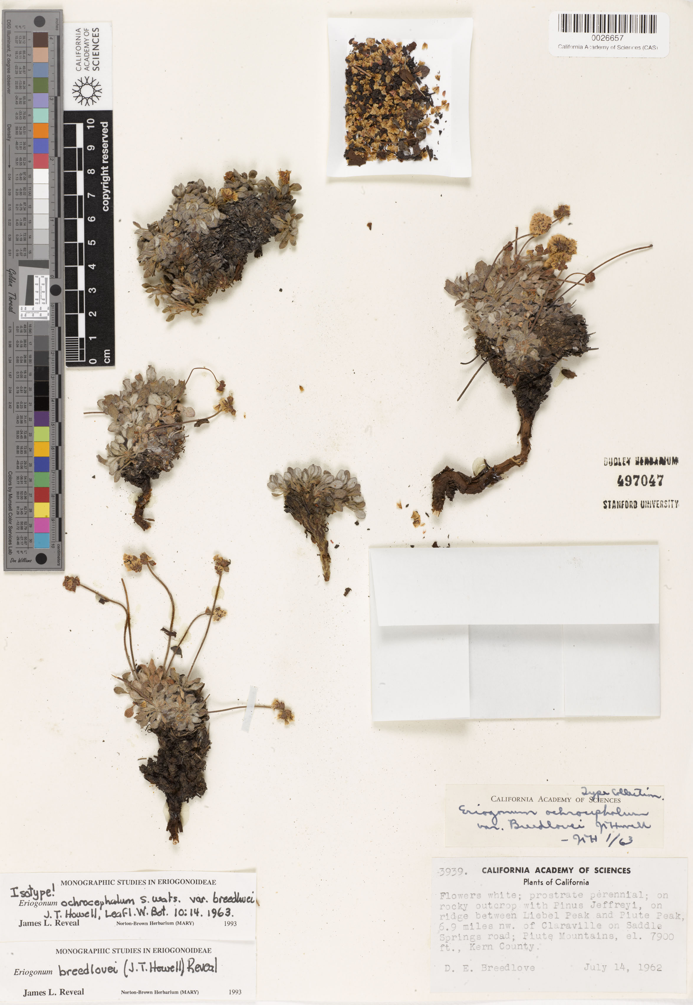 Eriogonum breedlovei var. breedlovei image