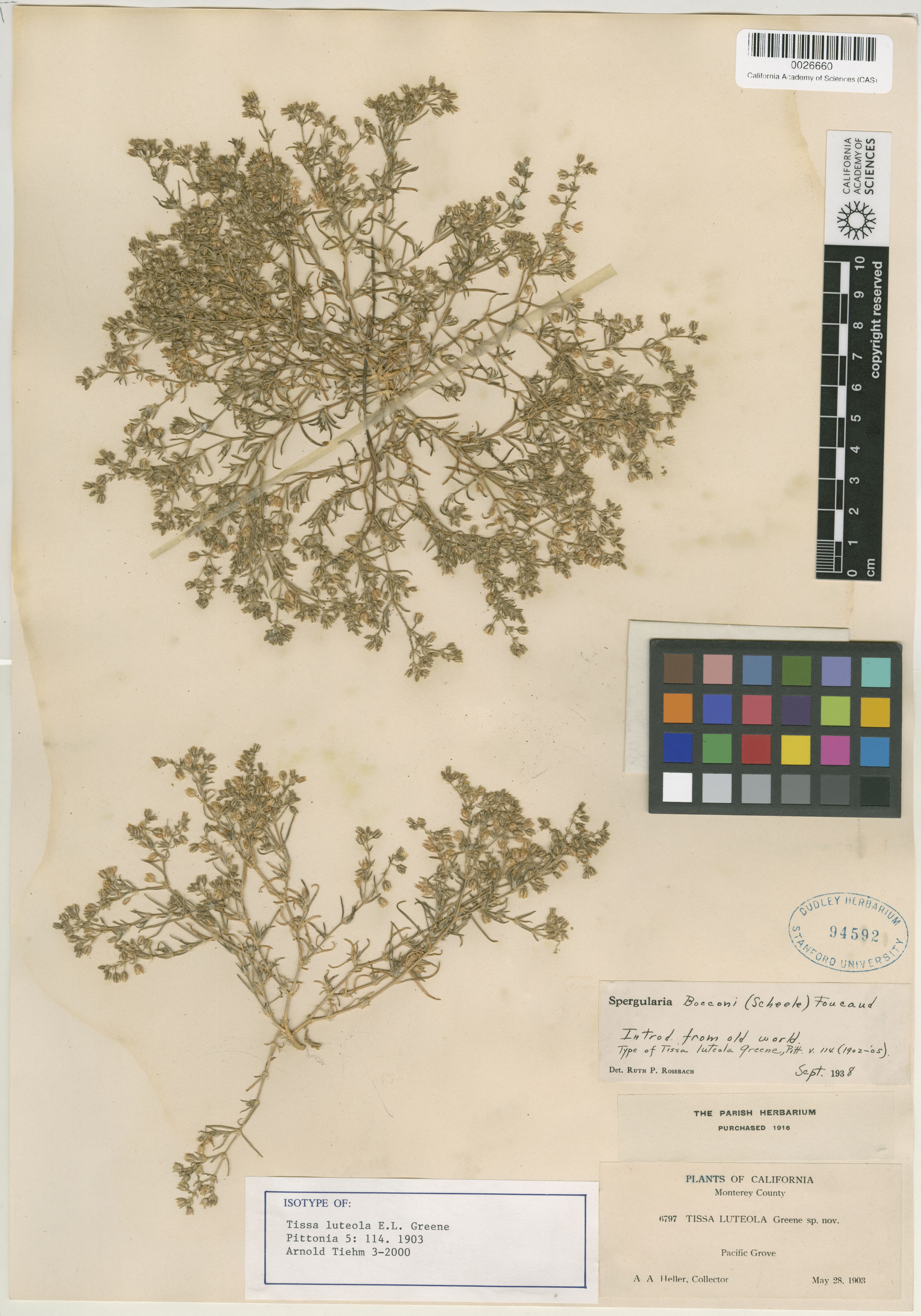 Spergularia bocconi image