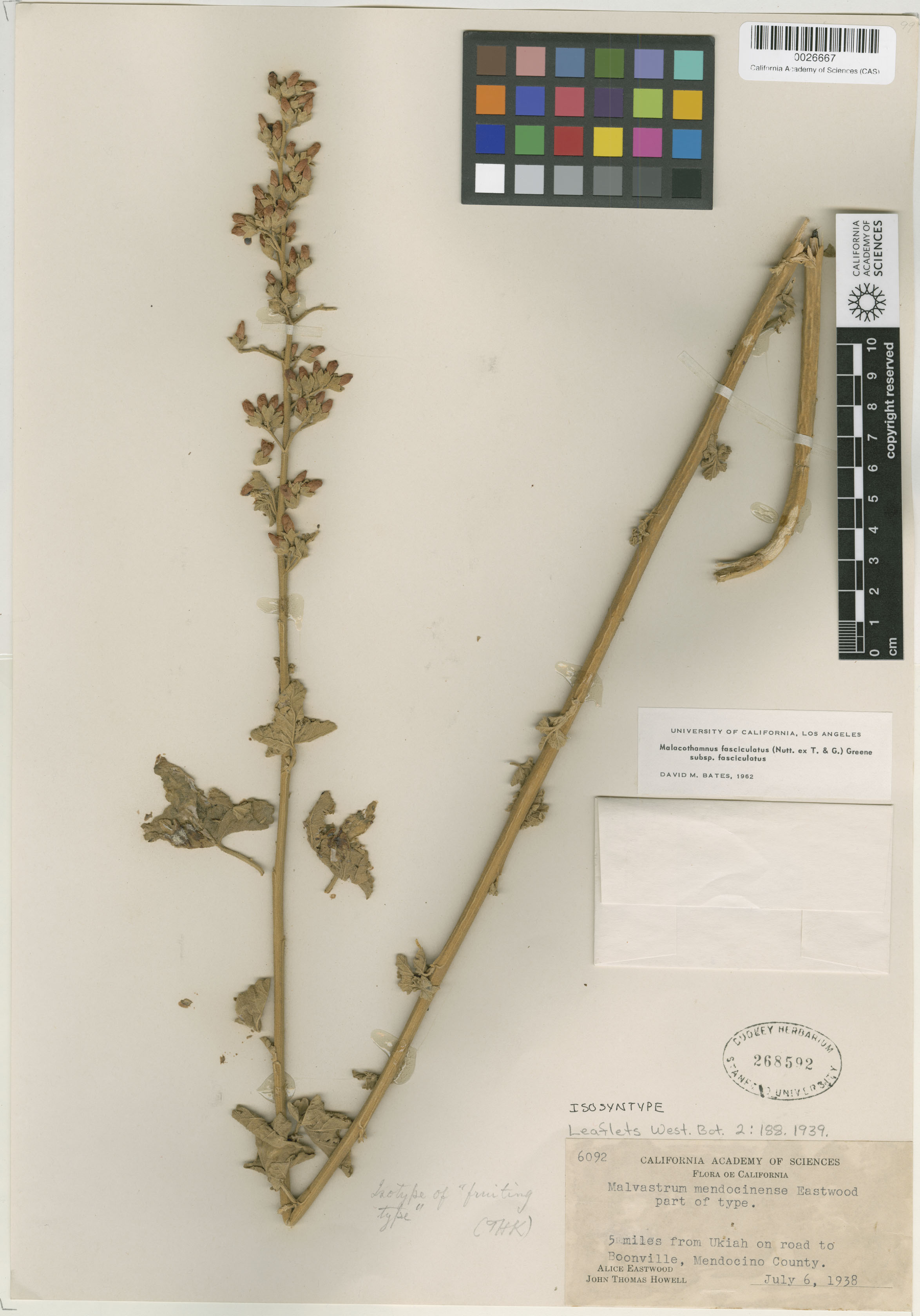 Malacothamnus fasciculatus image