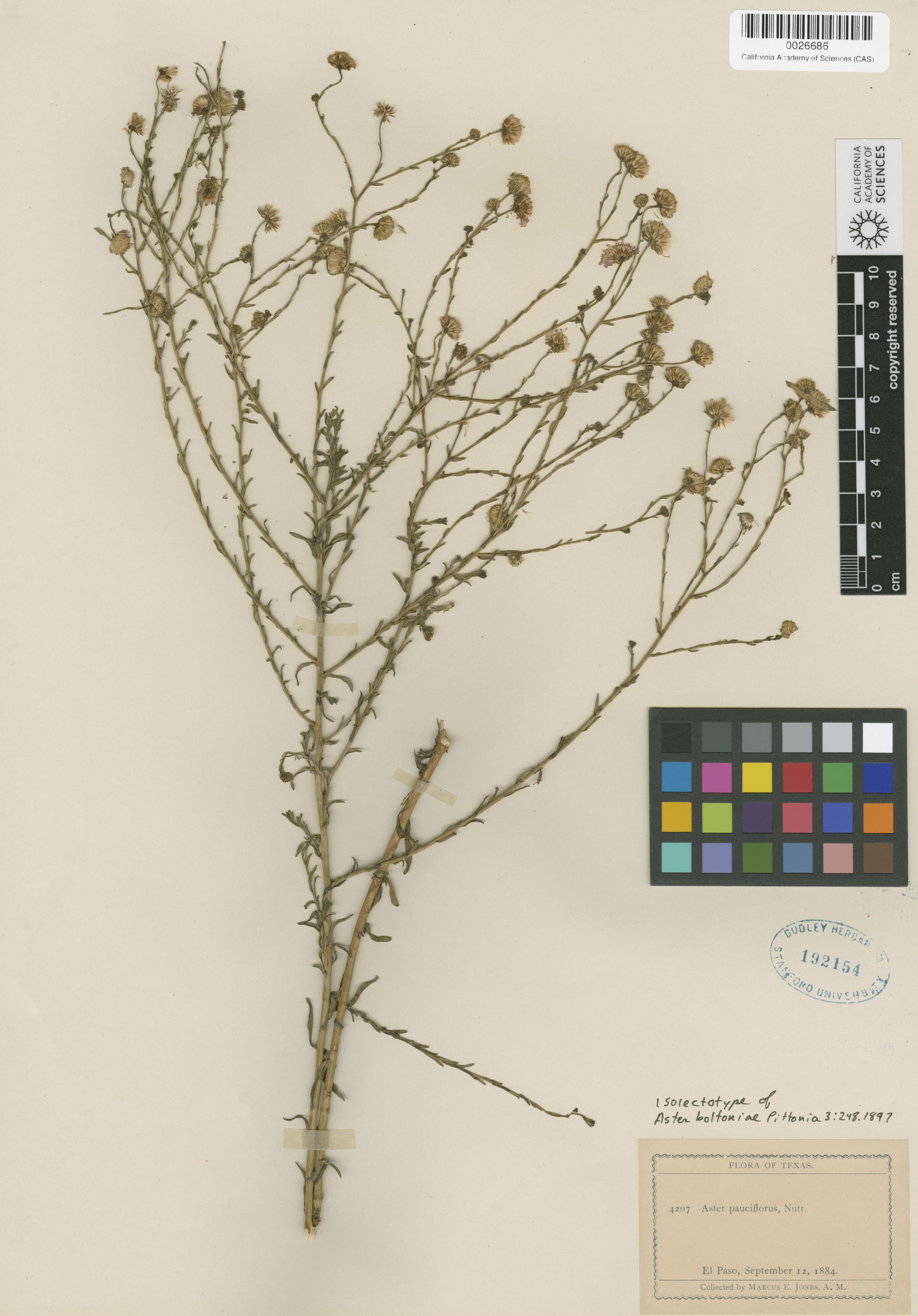 Psilactis asteroides image