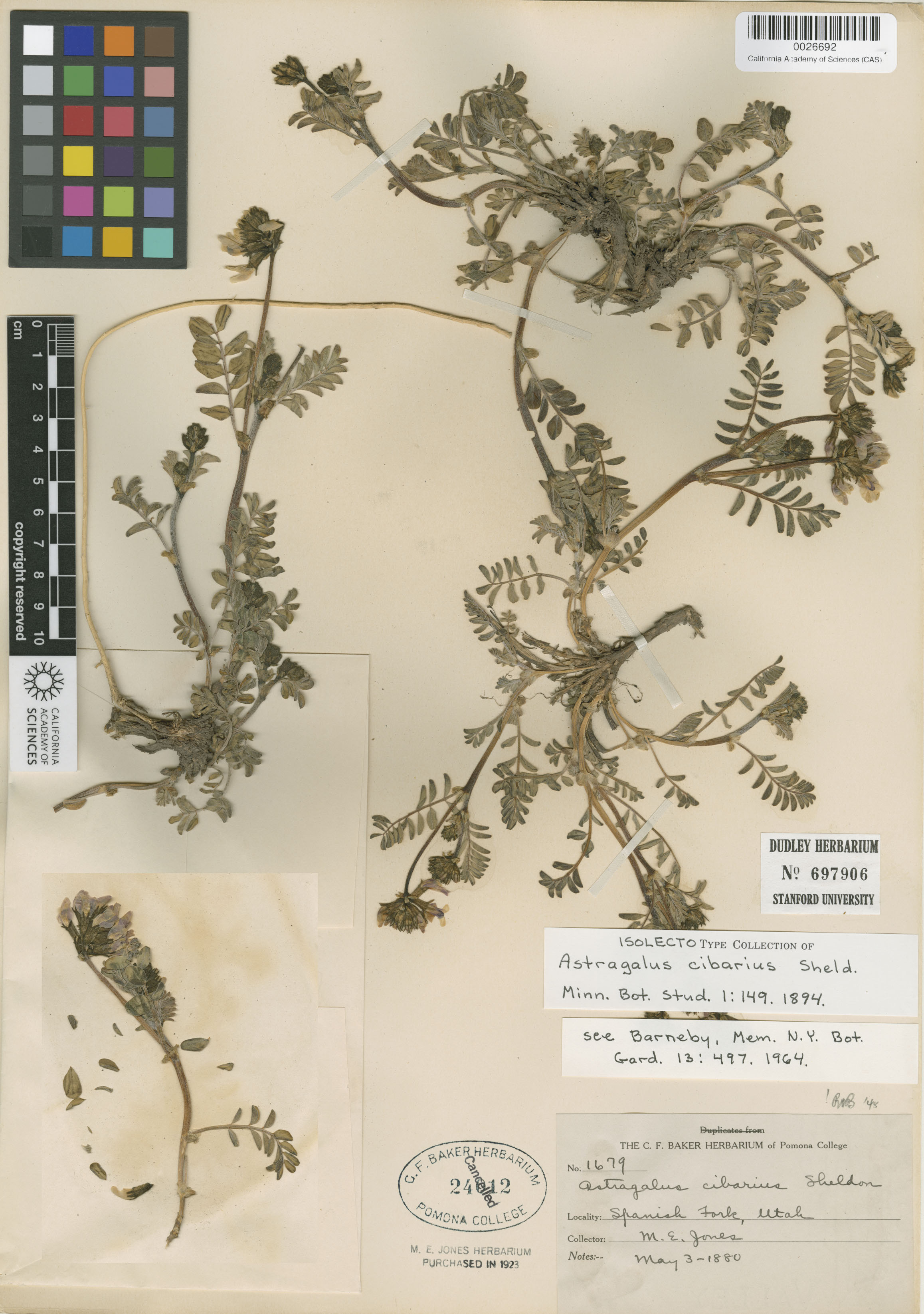 Astragalus cibarius image