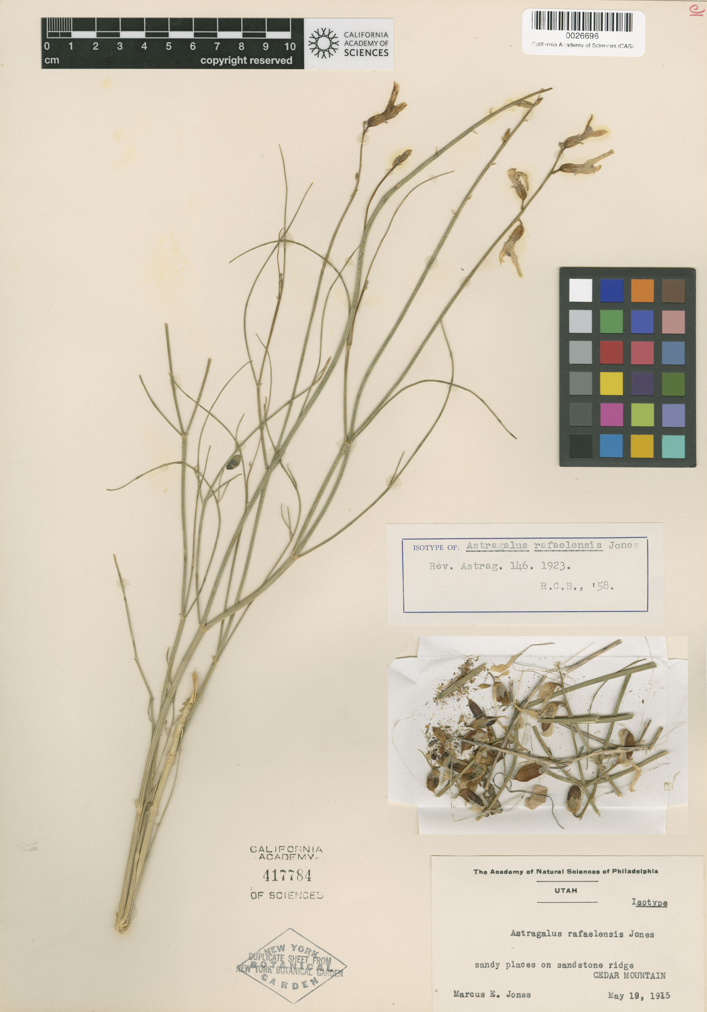 Astragalus rafaelensis image