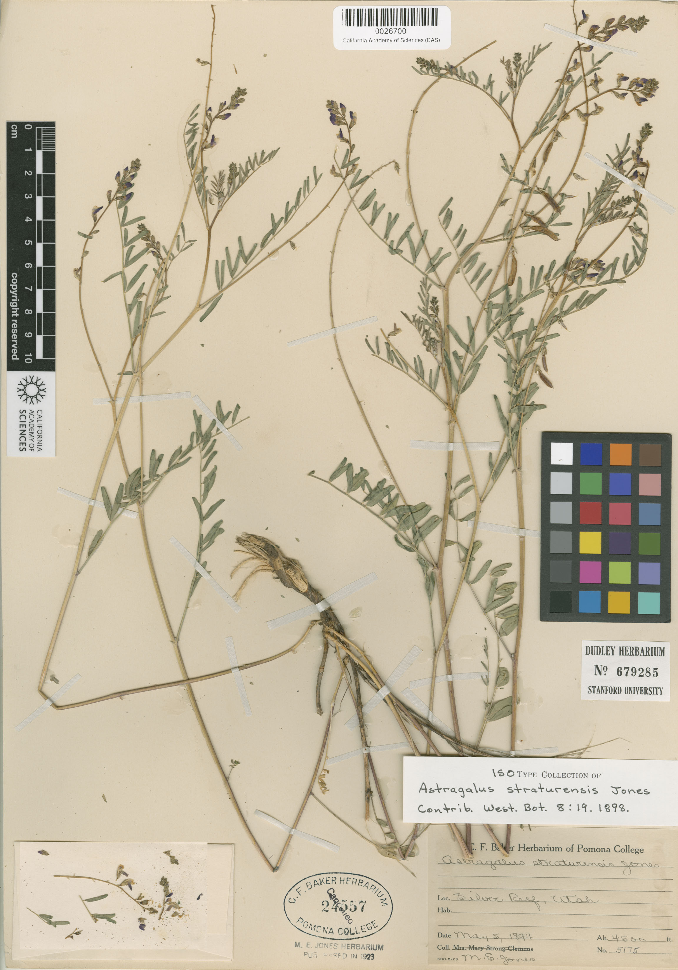 Astragalus straturensis image