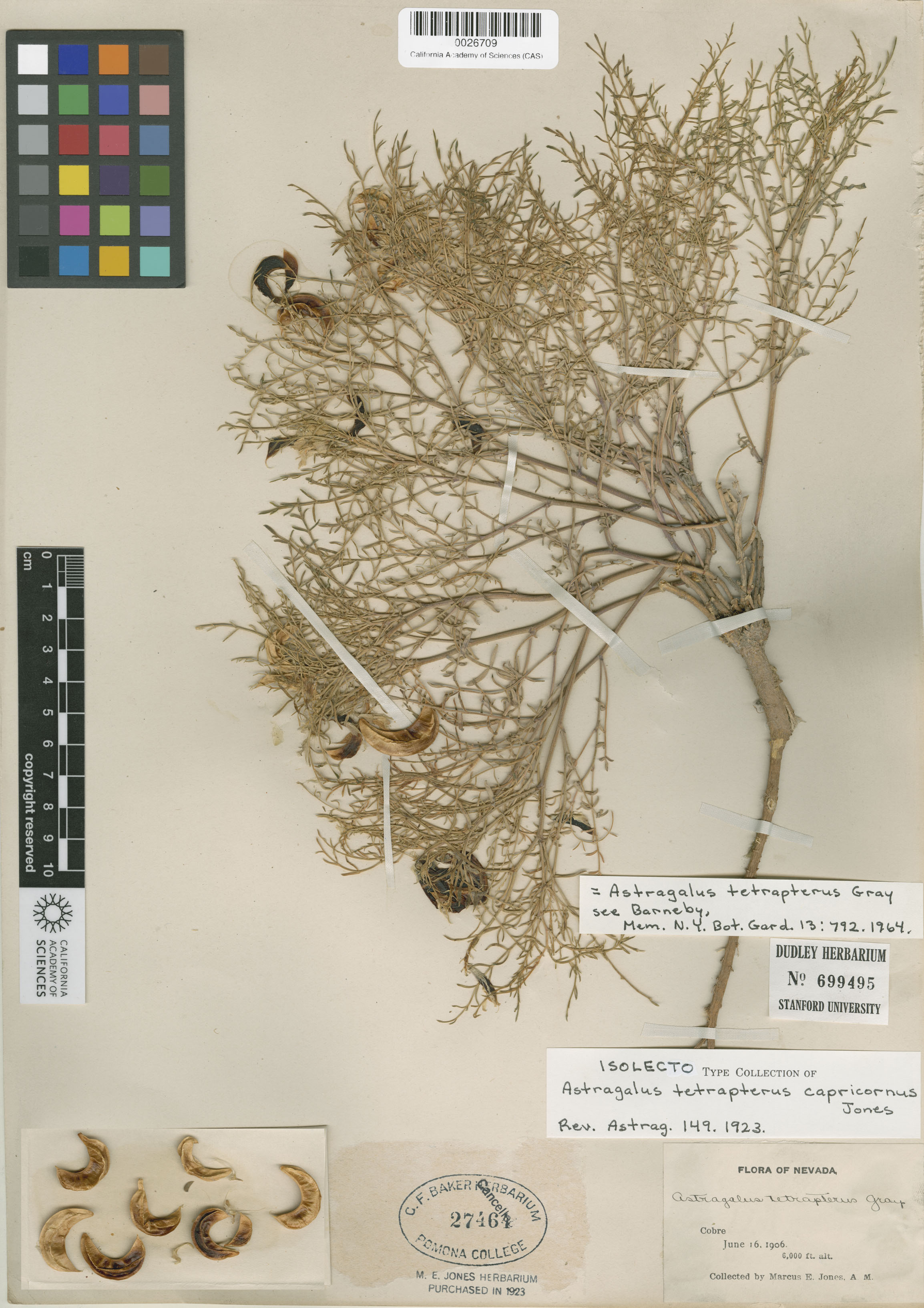 Astragalus tetrapterus image