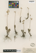 Primula pauciflora image