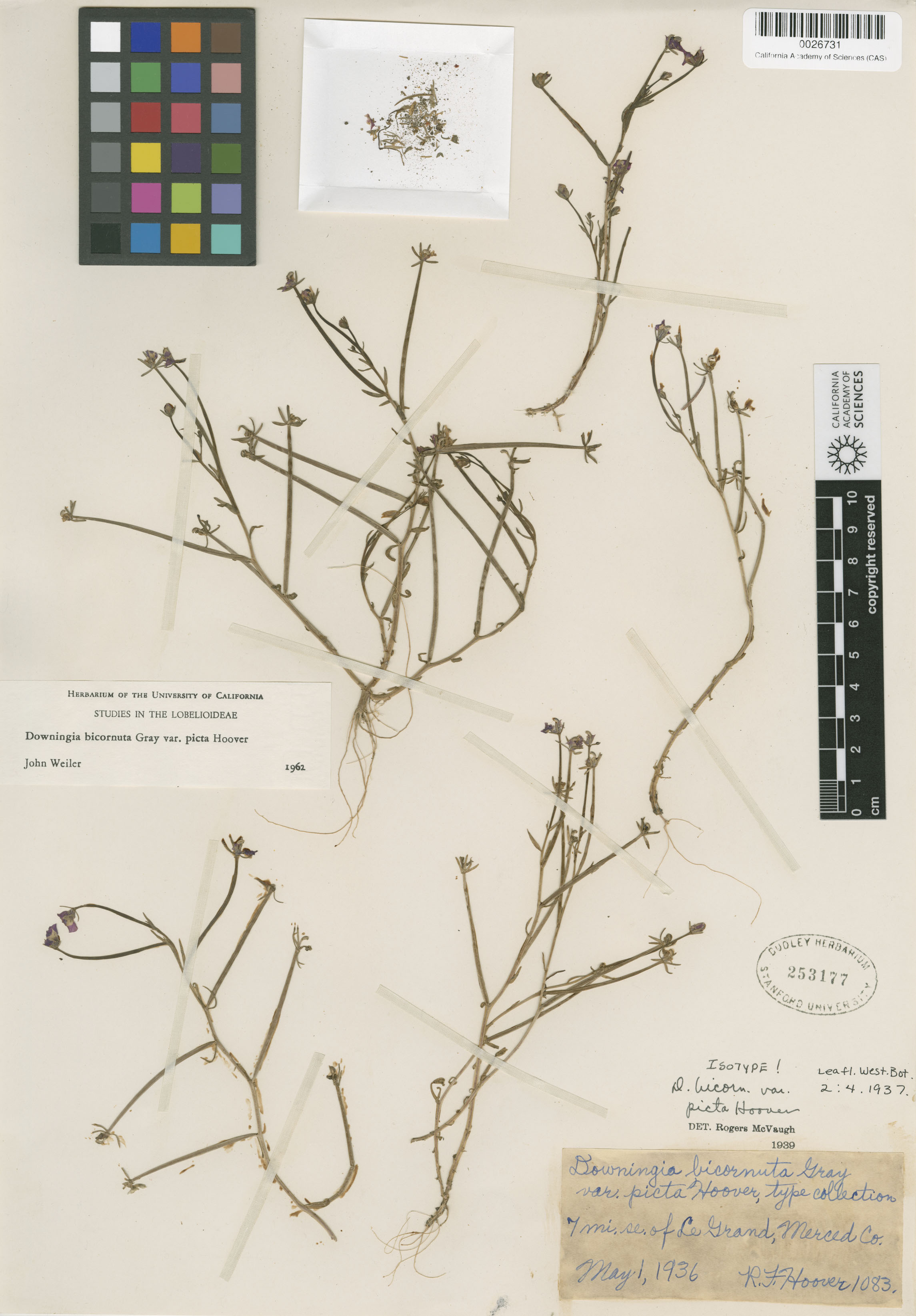 Downingia bicornuta var. picta image