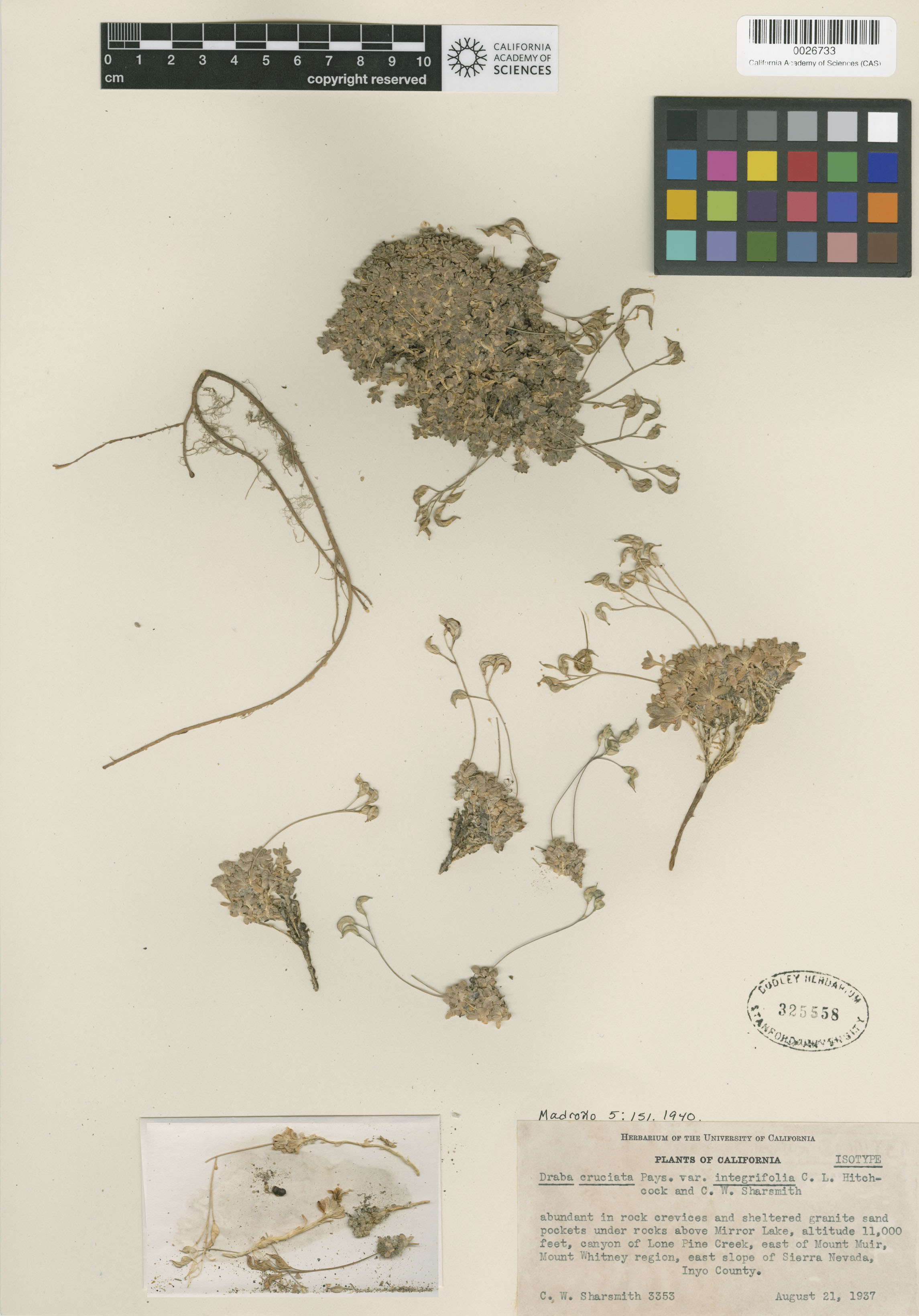 Draba sharsmithii image
