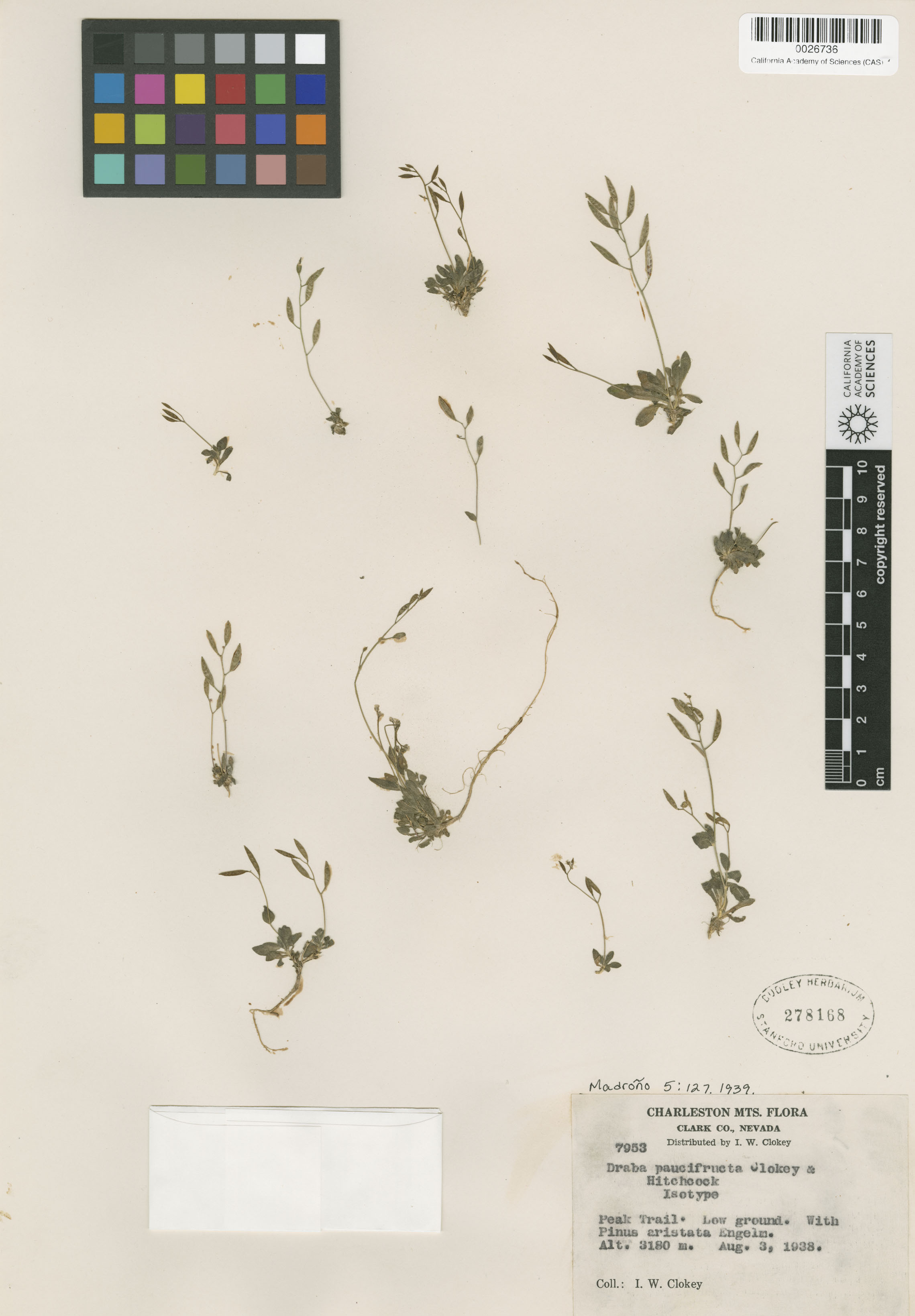 Draba paucifructa image