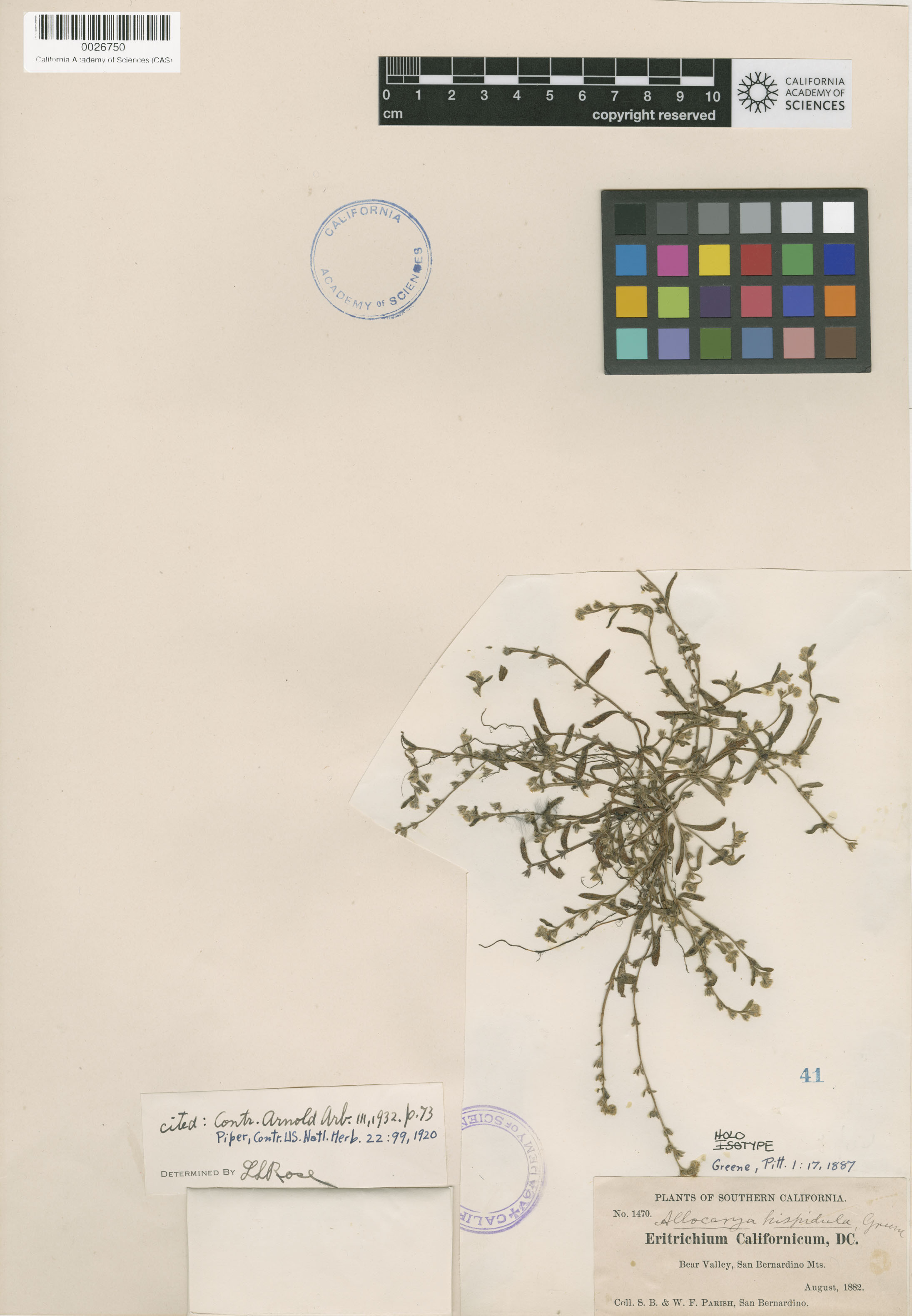 Plagiobothrys hispidulus image