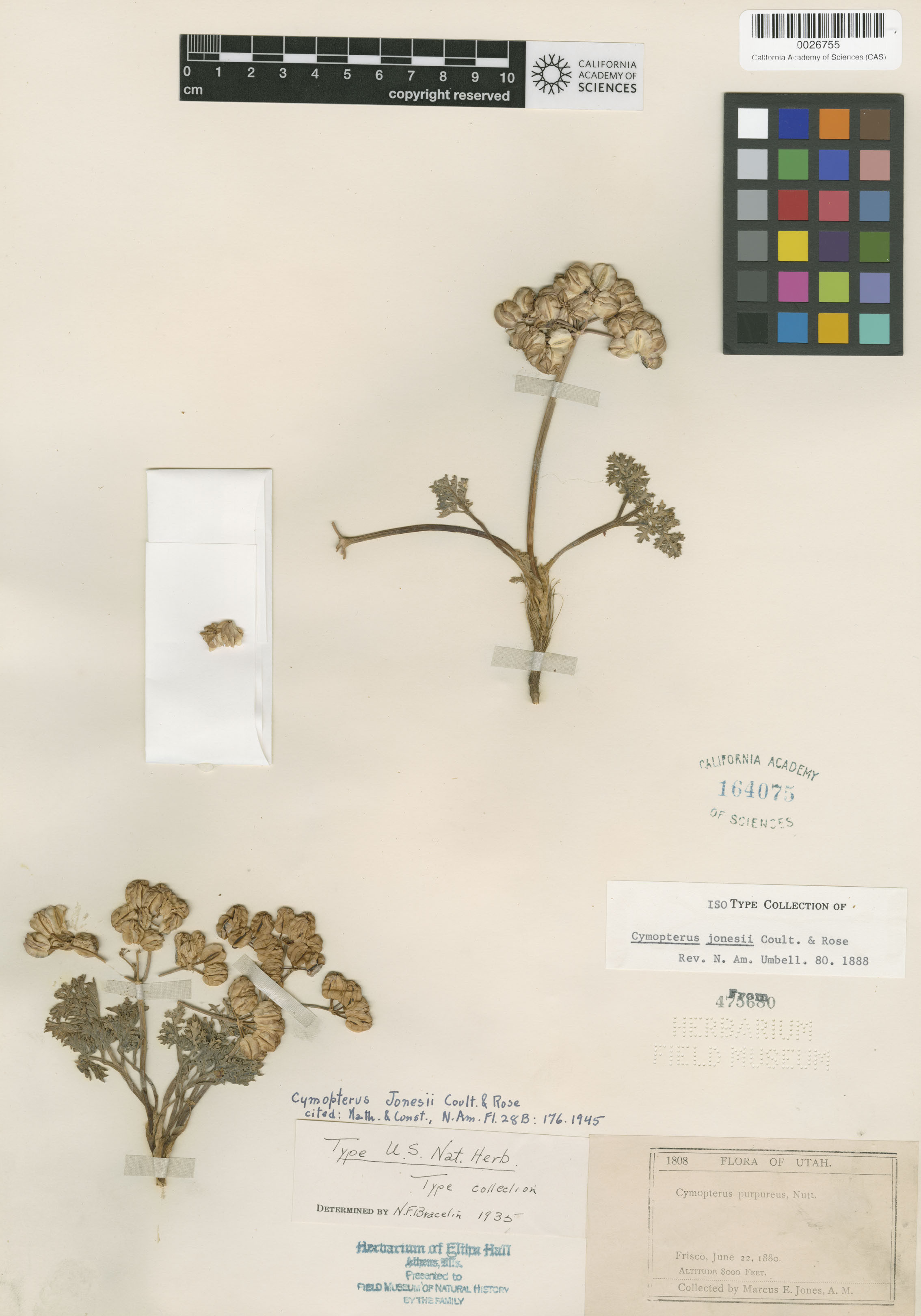 Cymopterus jonesii image