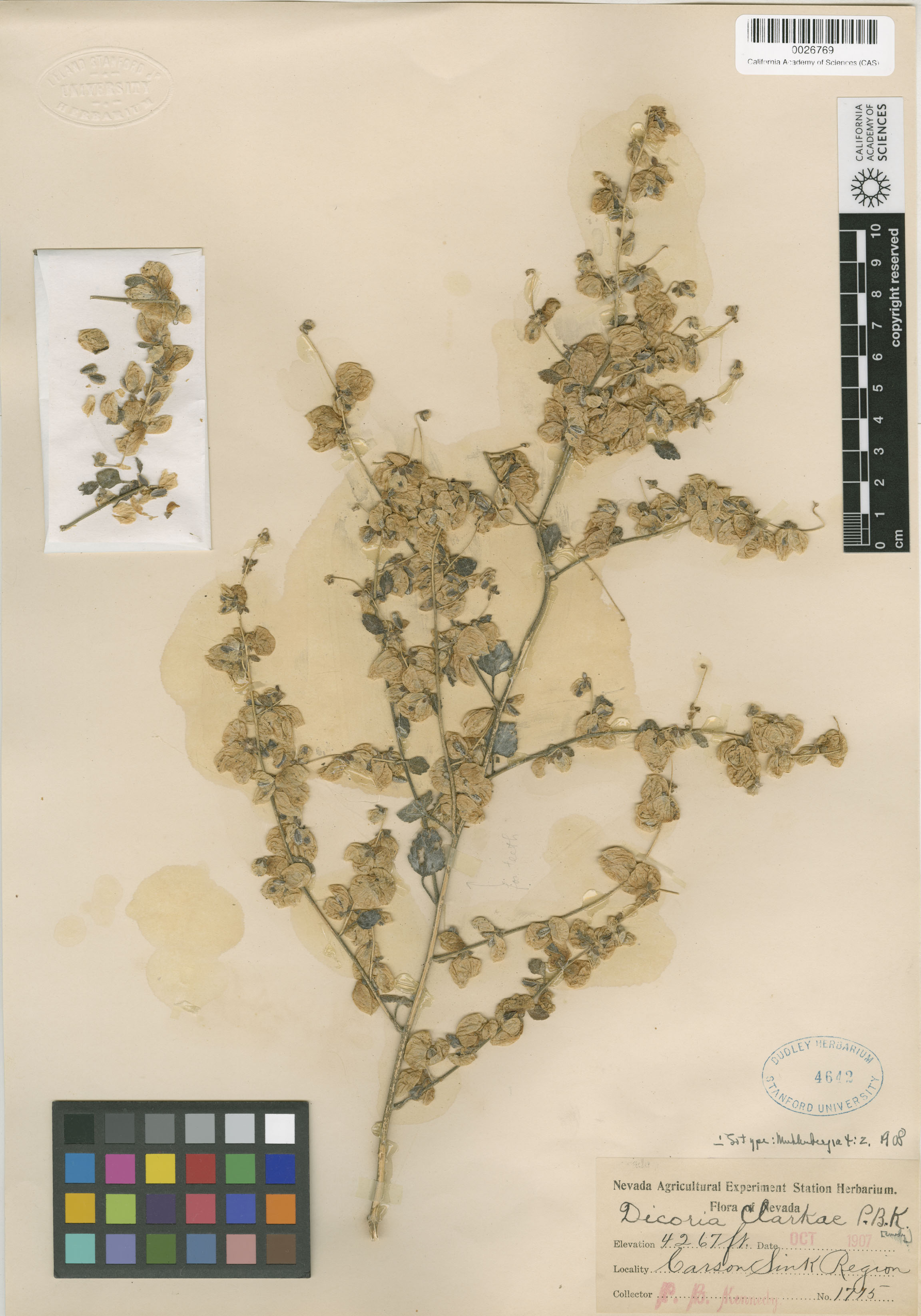 Dicoria canescens image